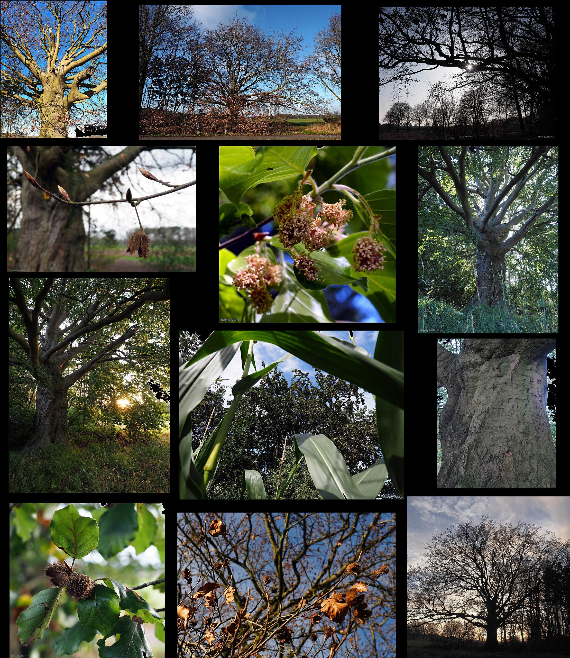 Dorfbuche_2025 - im Lauf des Jahres