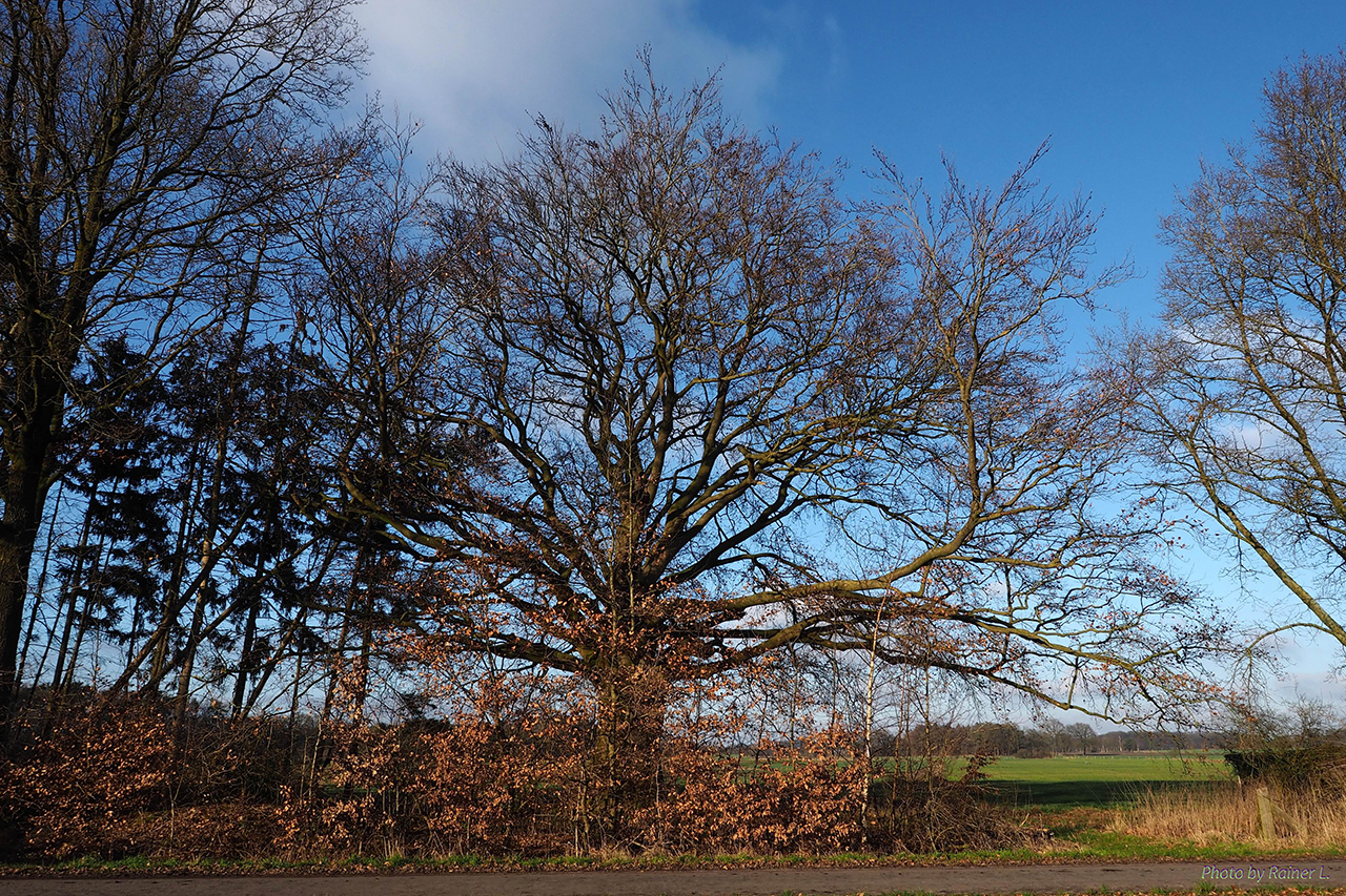 Dorfbuche_Februar_01