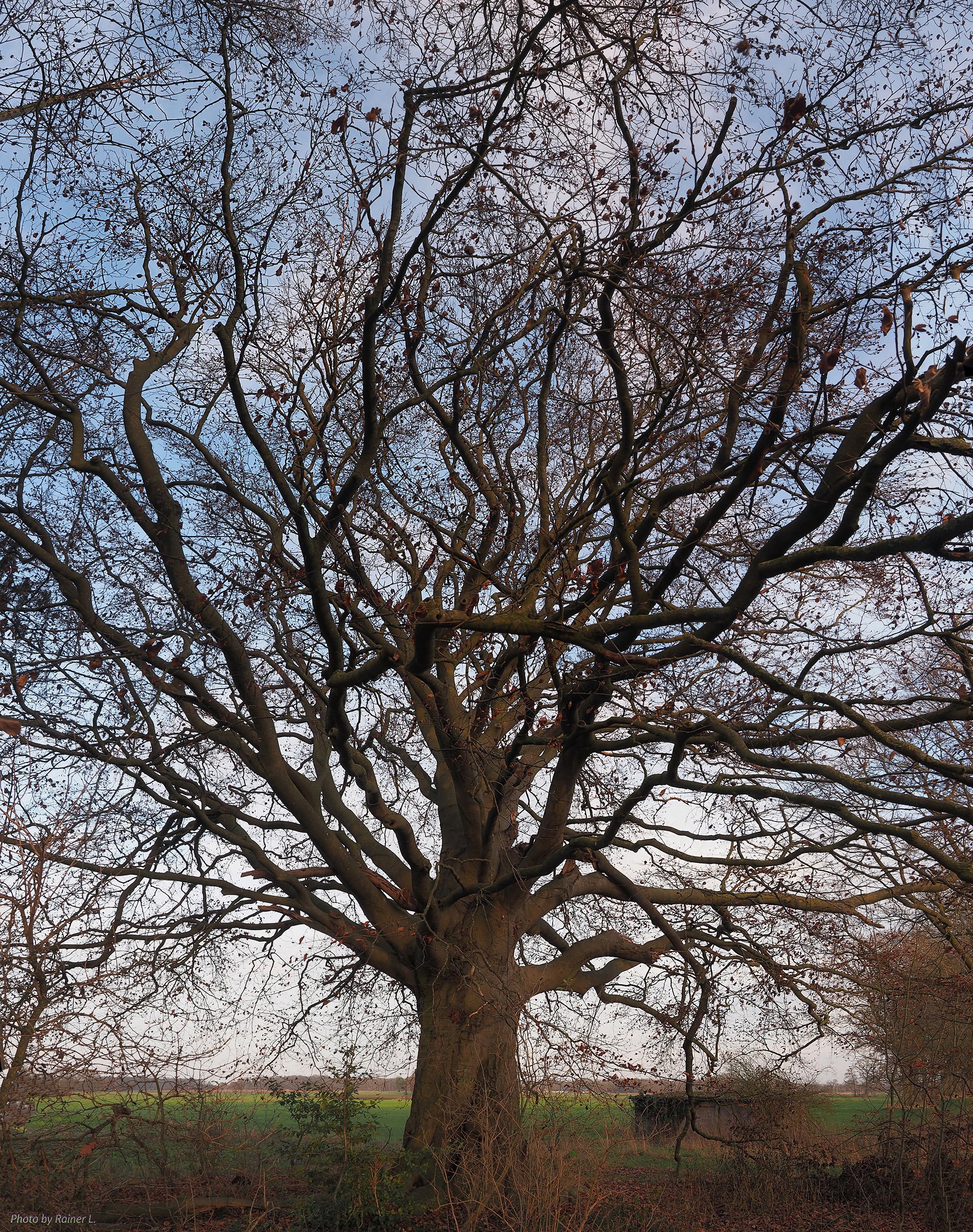 Dorfbuche_im_Dezember_1    Vertikal-Panorama