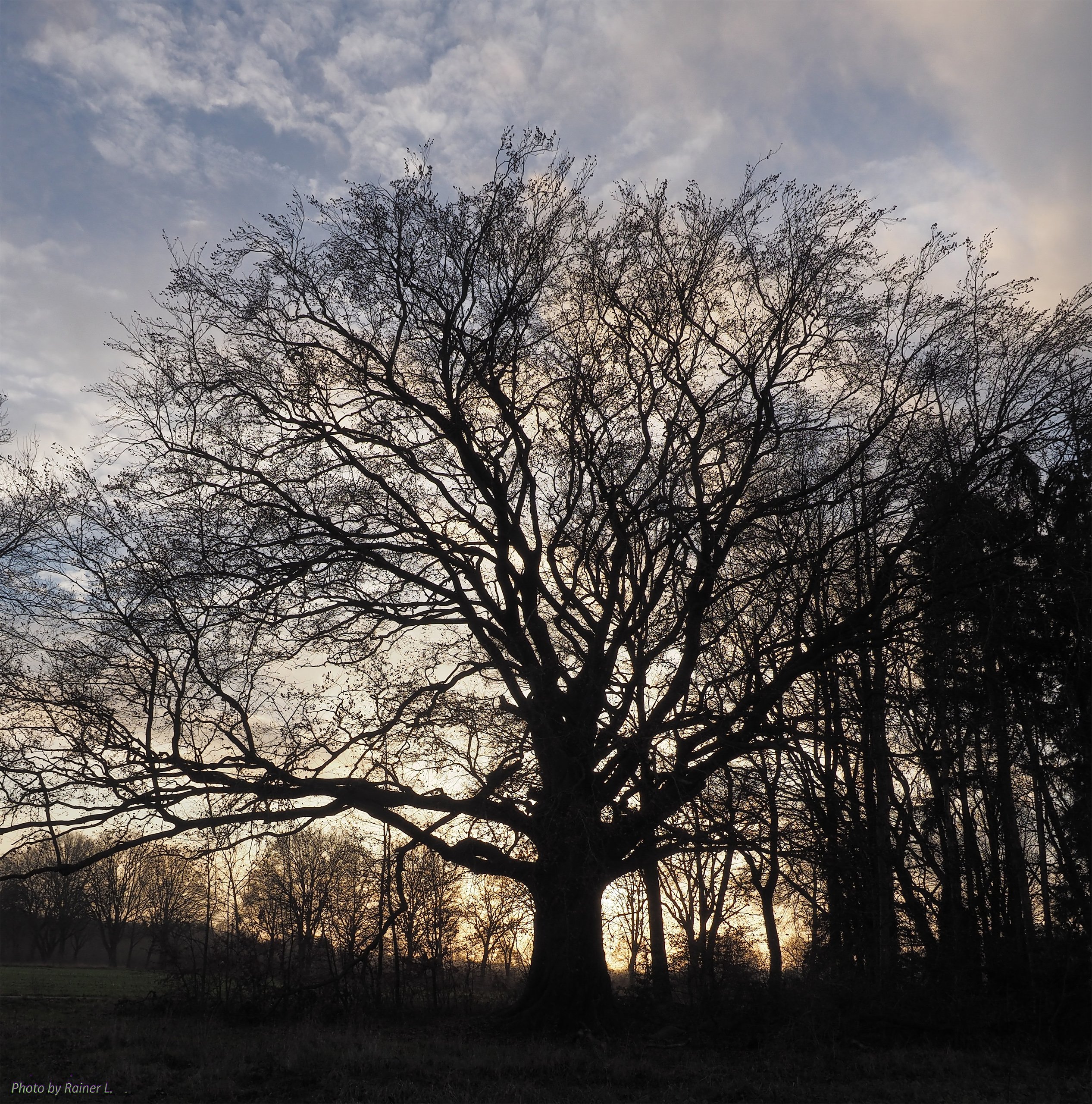Dorfbuche_im_Dezember_2  im Gegenlicht