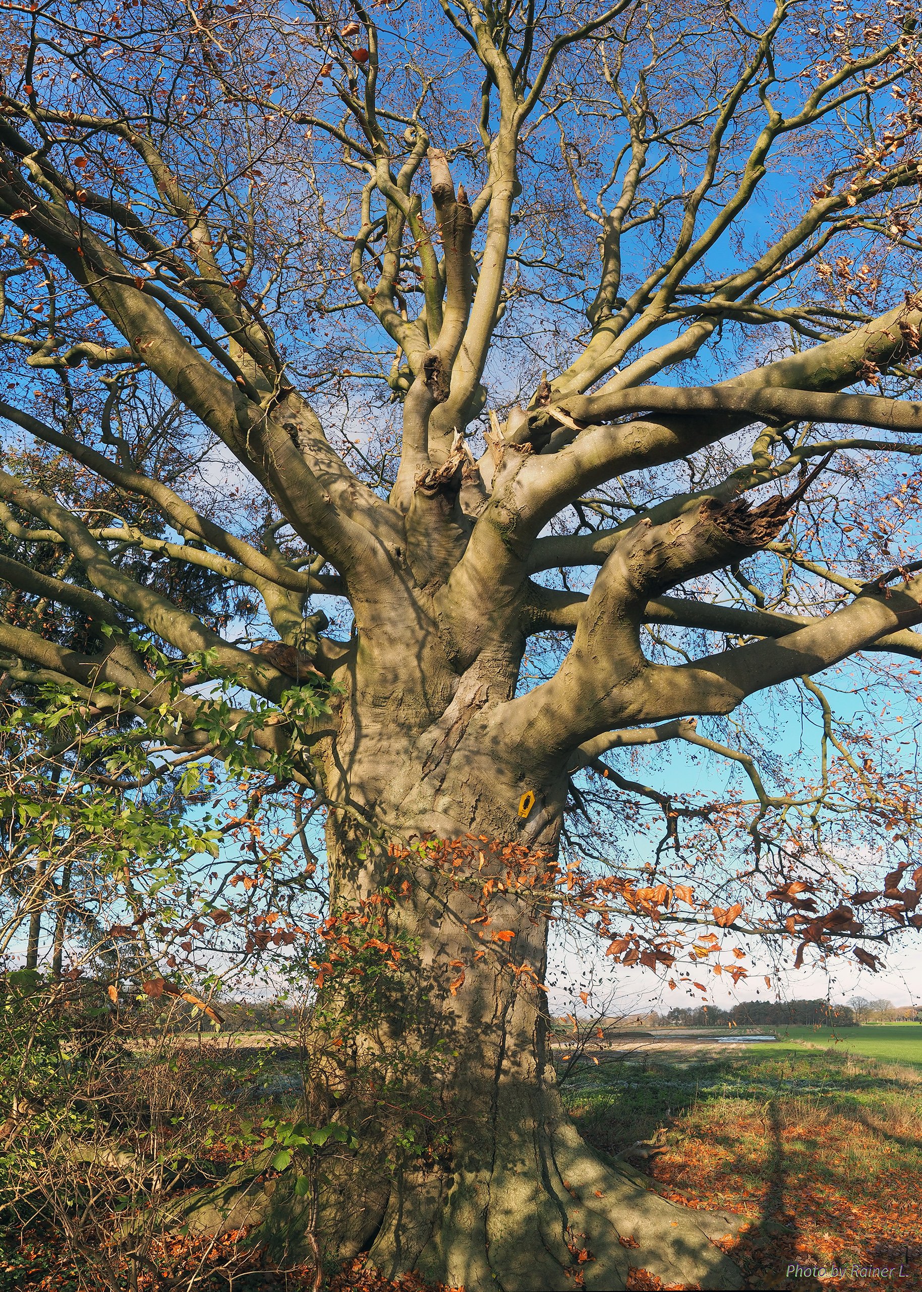 Dorfbuche_im_November_1     ein vertikal-Pano