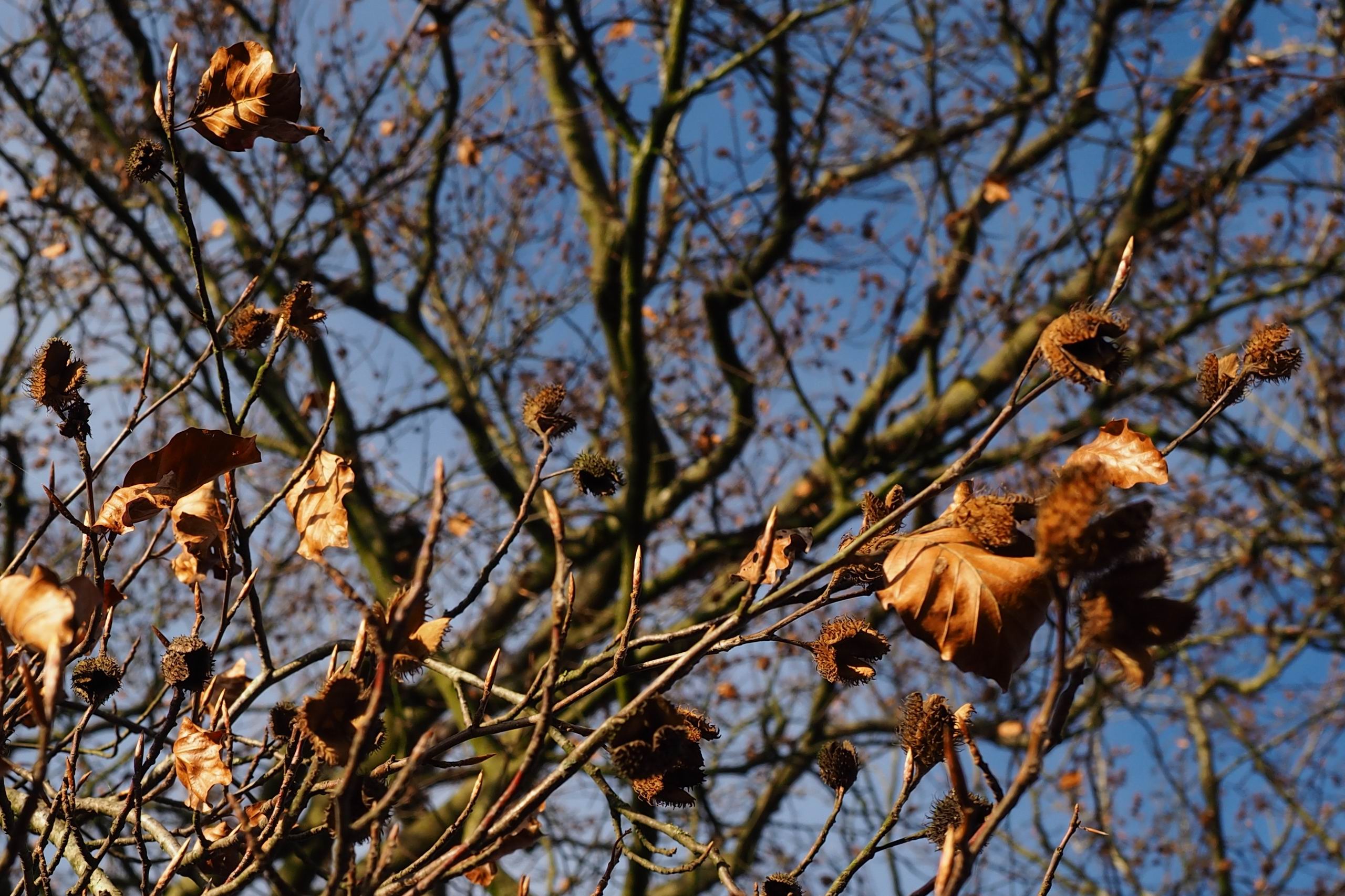 Dorfbuche_im_November_2