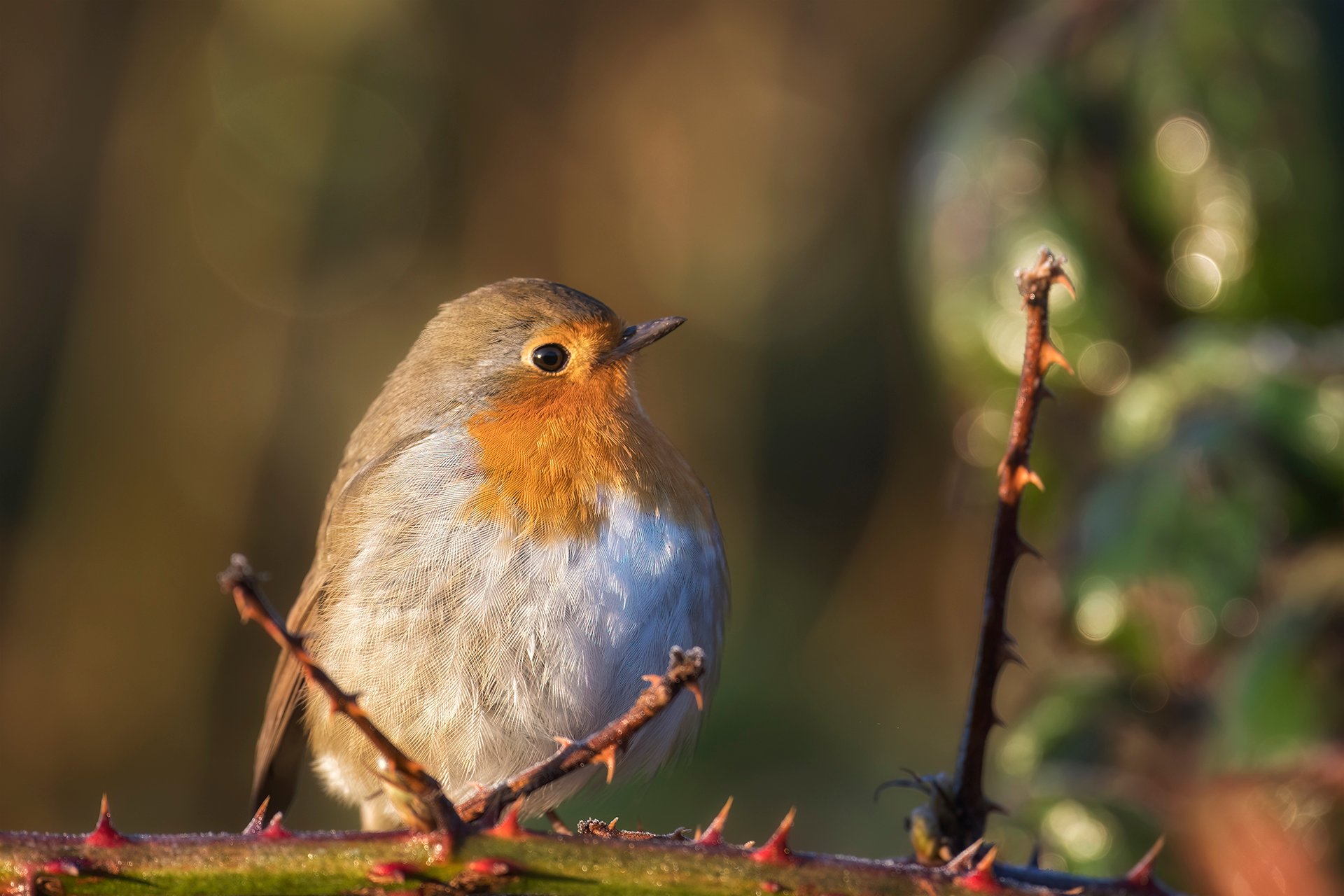 Dornenvogel?