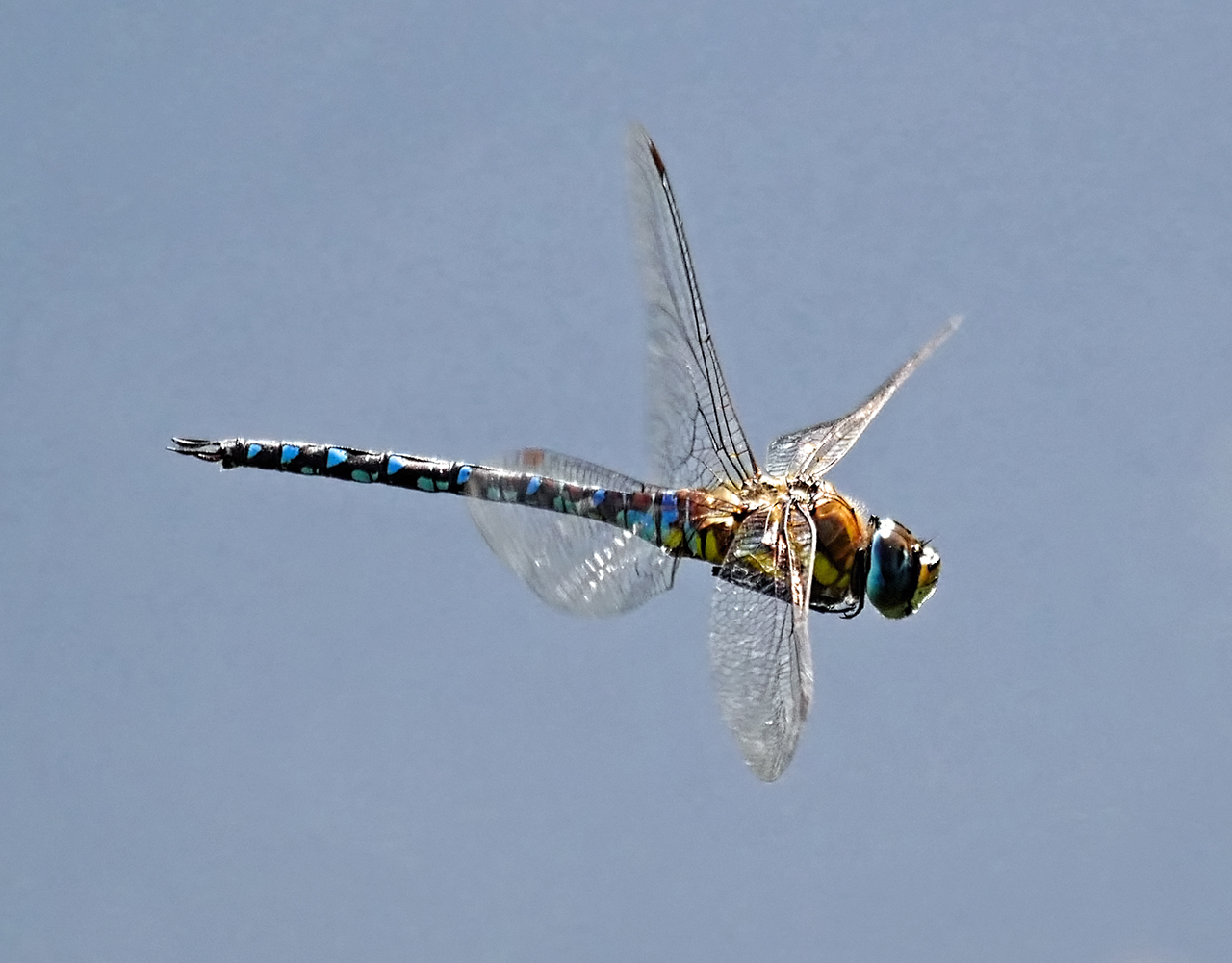 Dragonfly D2.jpg
