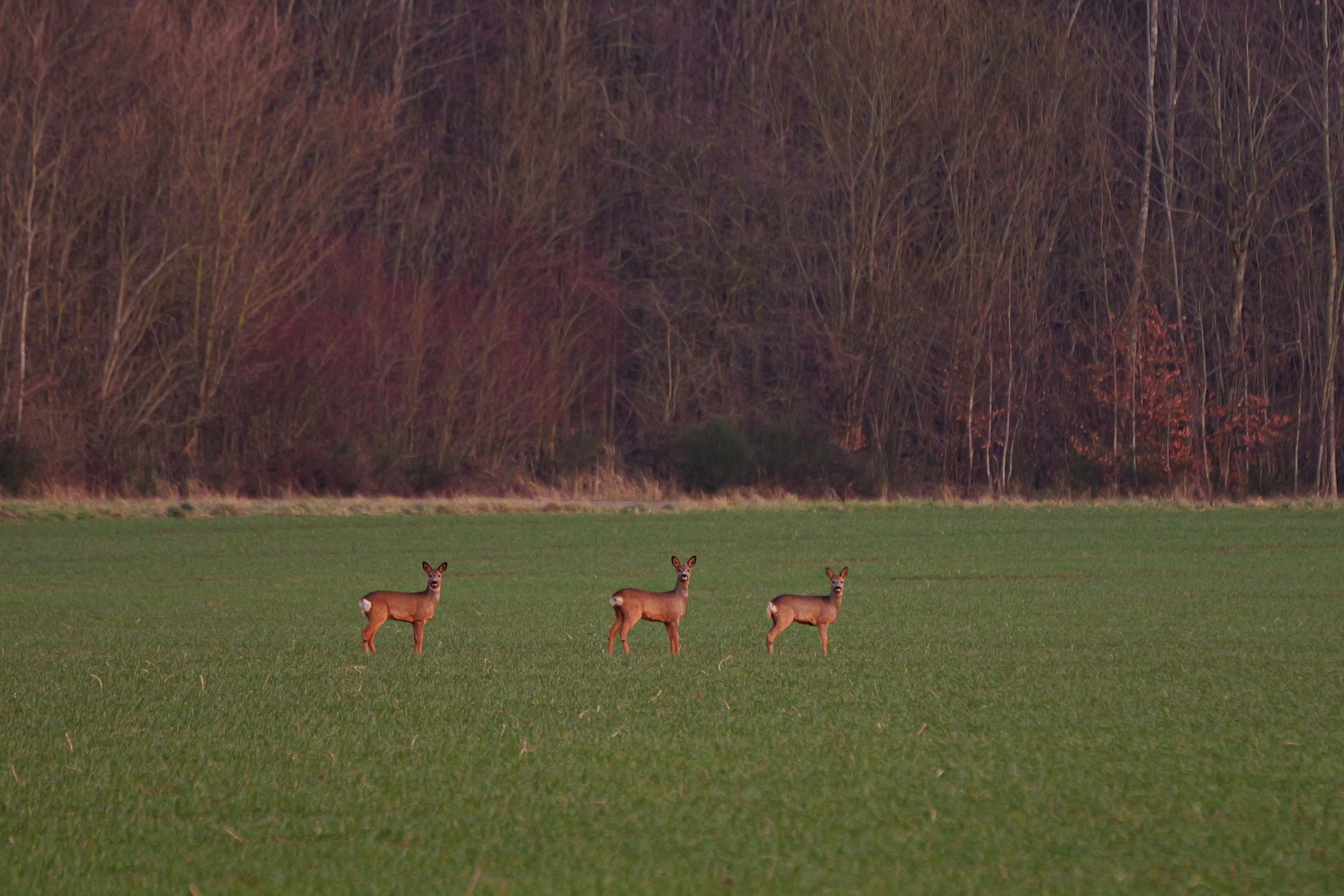 Drei auf einen Streich.