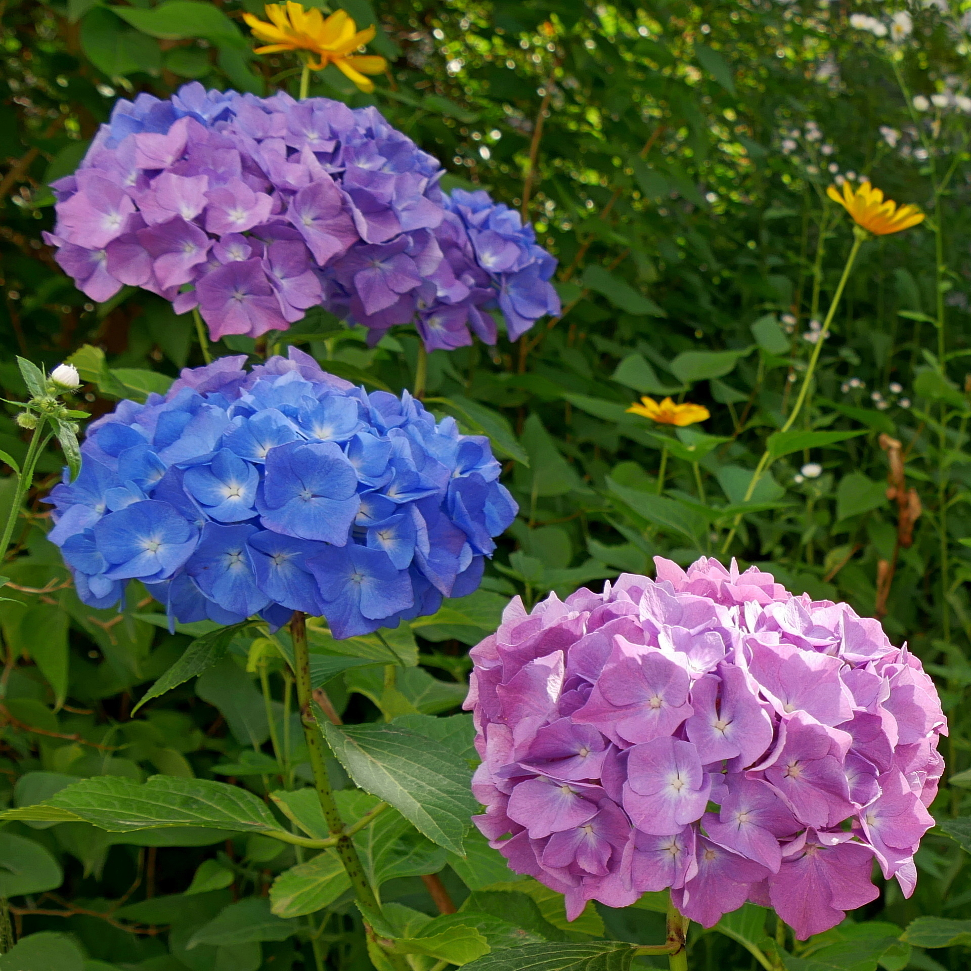 Drei Farben Lila
