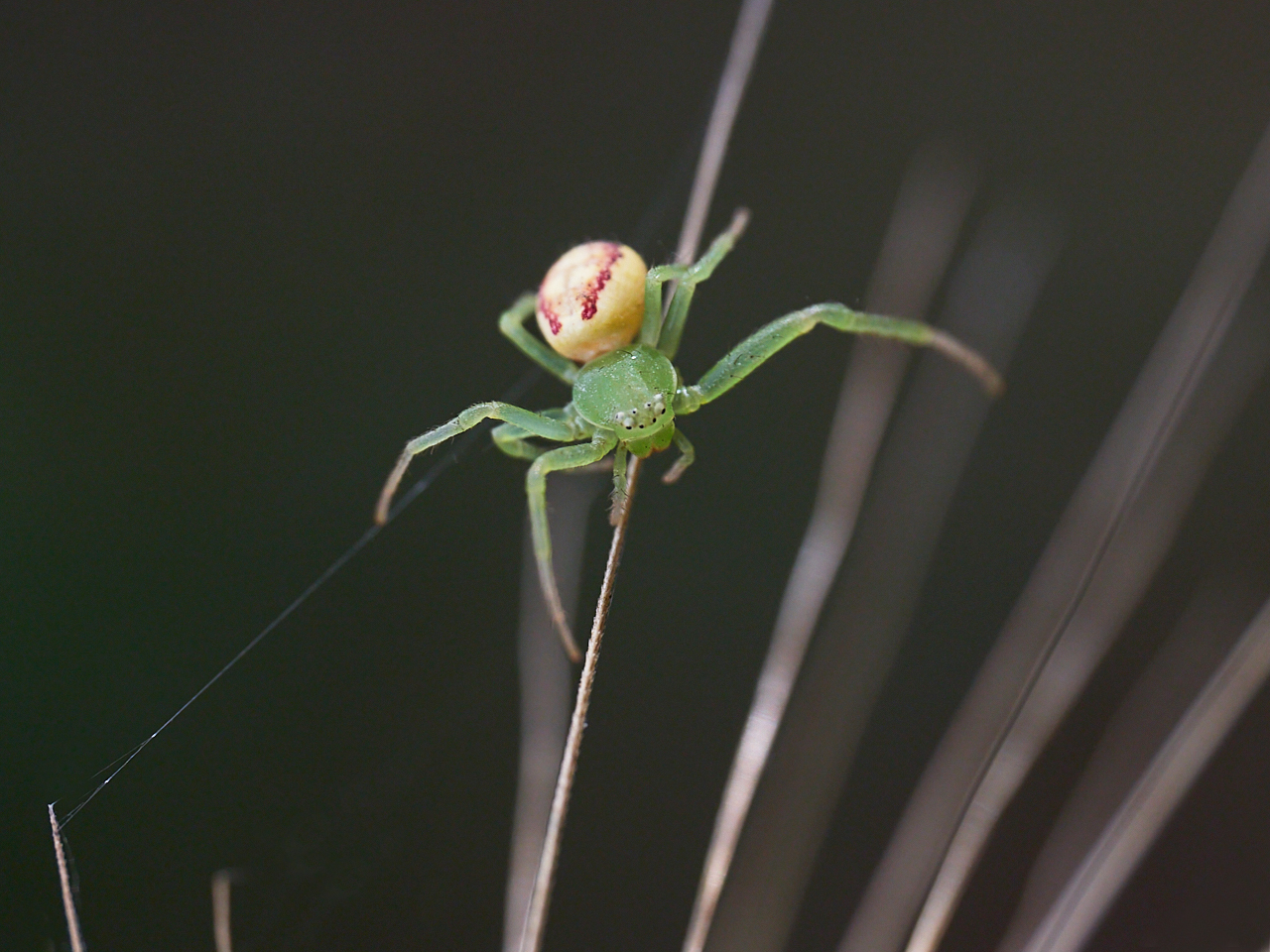 Dreieck-Krabbenspinne