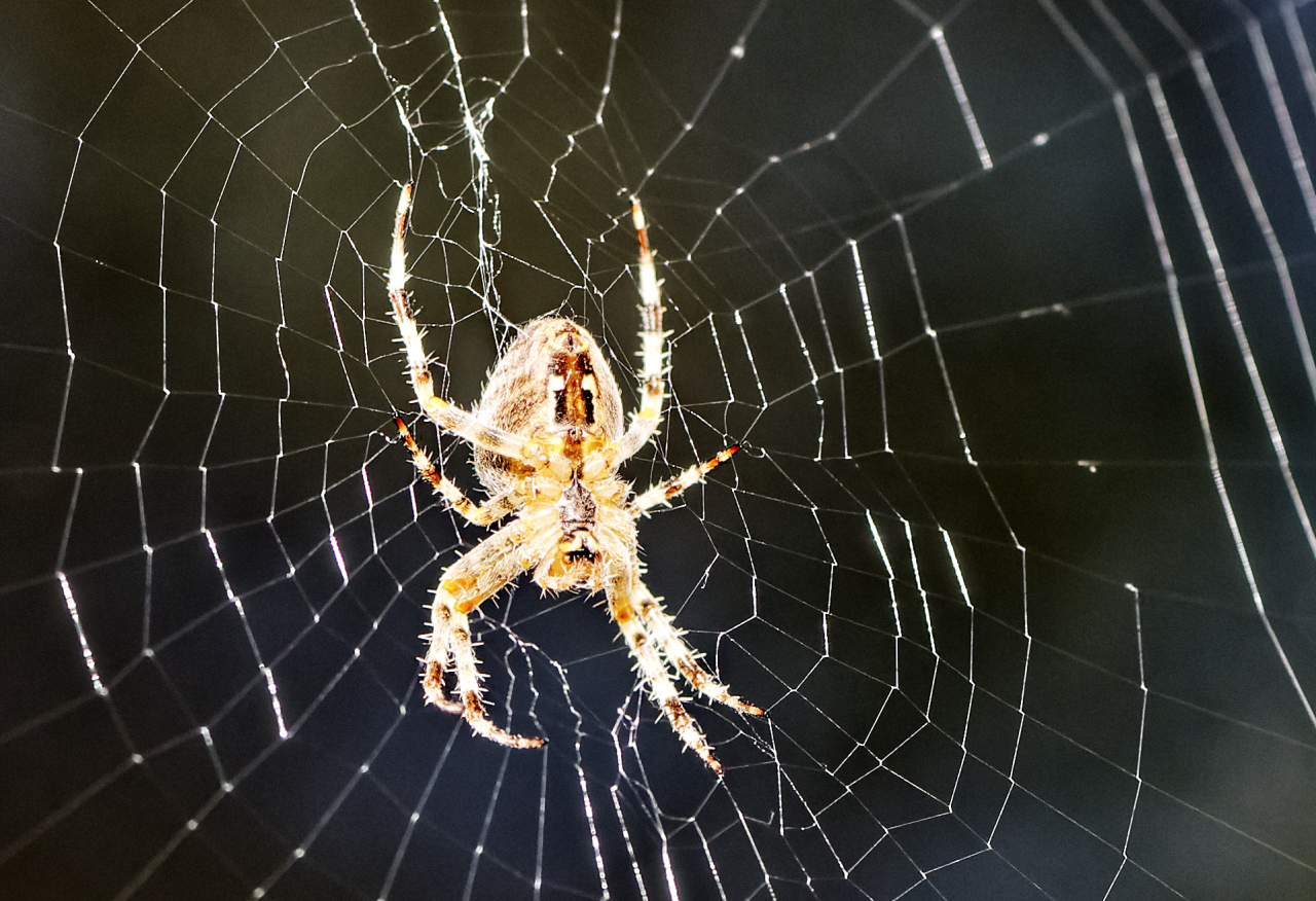 DSDS - Deutschland sucht die Superspinne