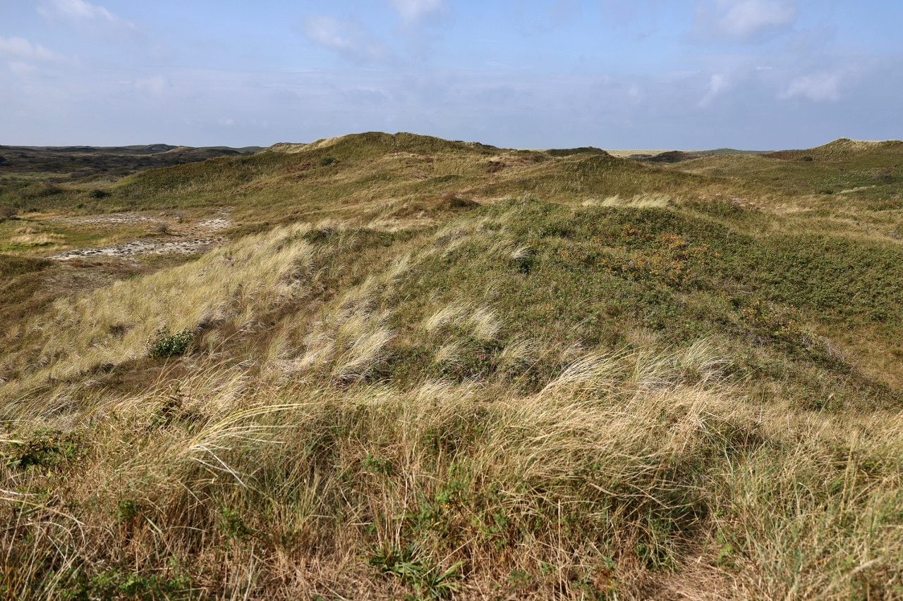 Dünenlandschaft