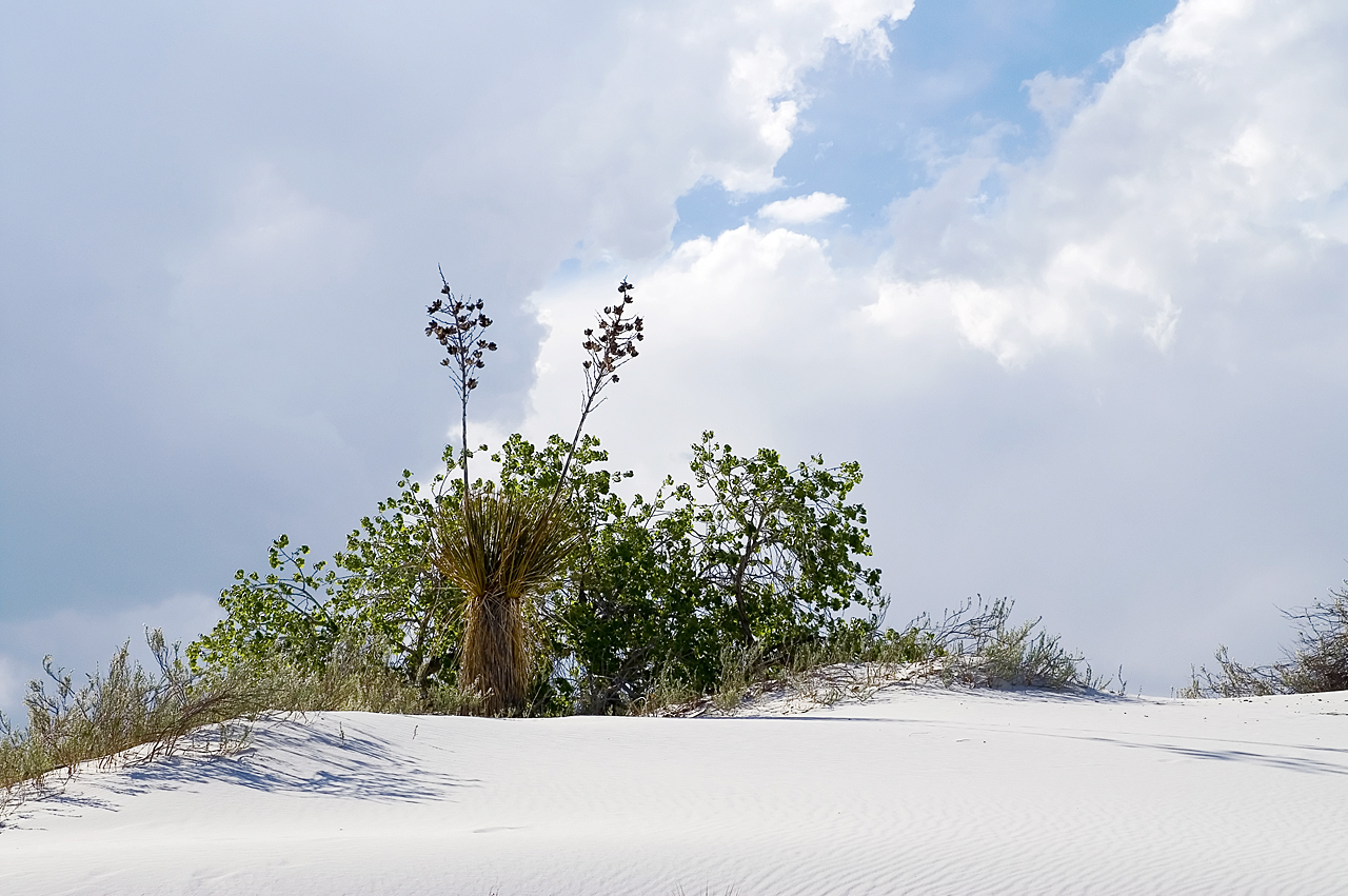 Dune Life Nature Trail