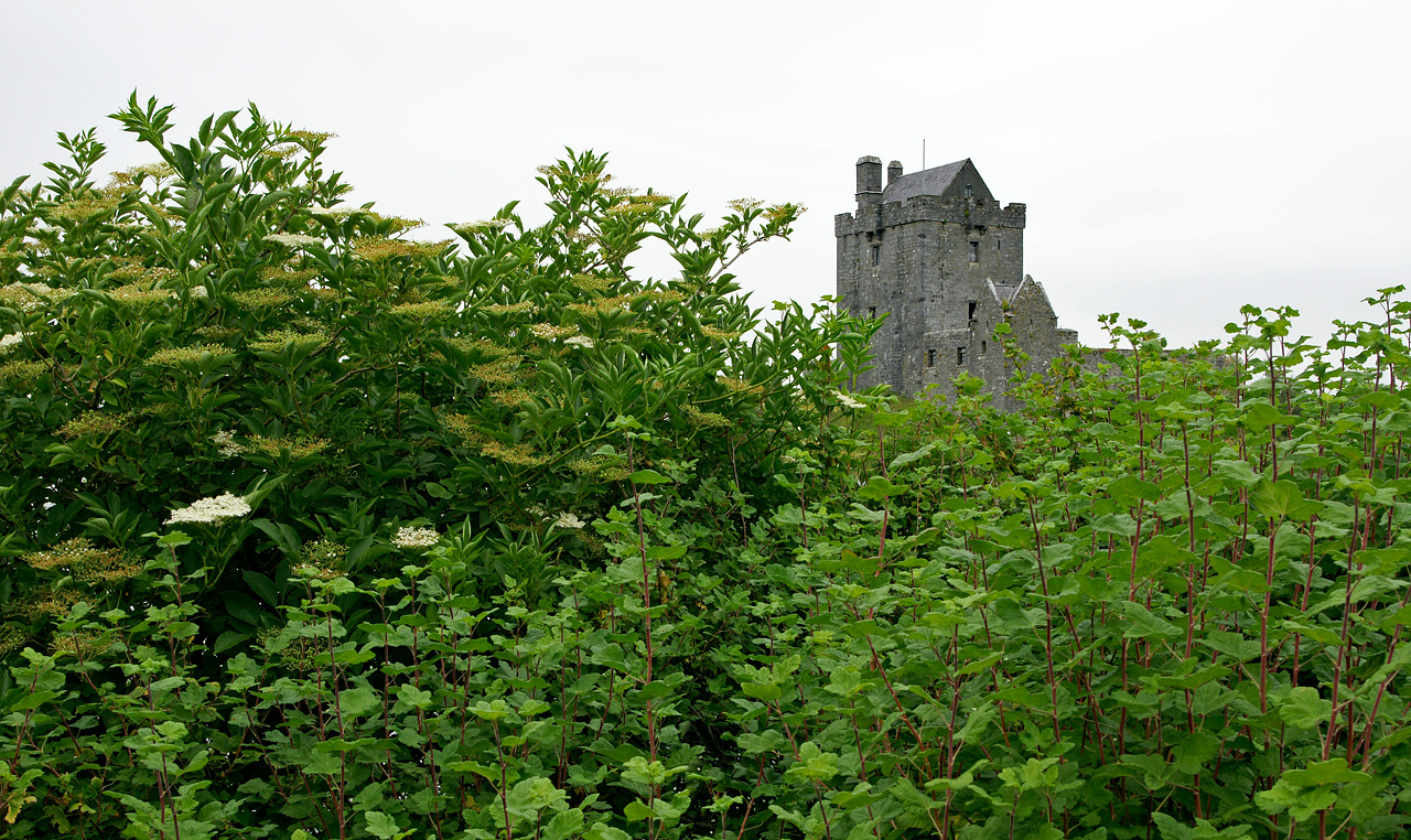 Dunguaire Castle