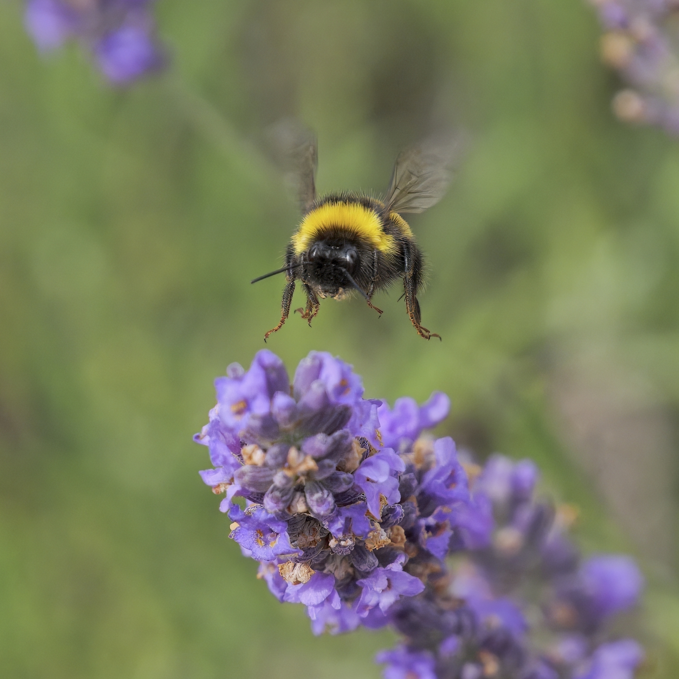 Dunkle Erdhummel im Anflug auf den Lavendel