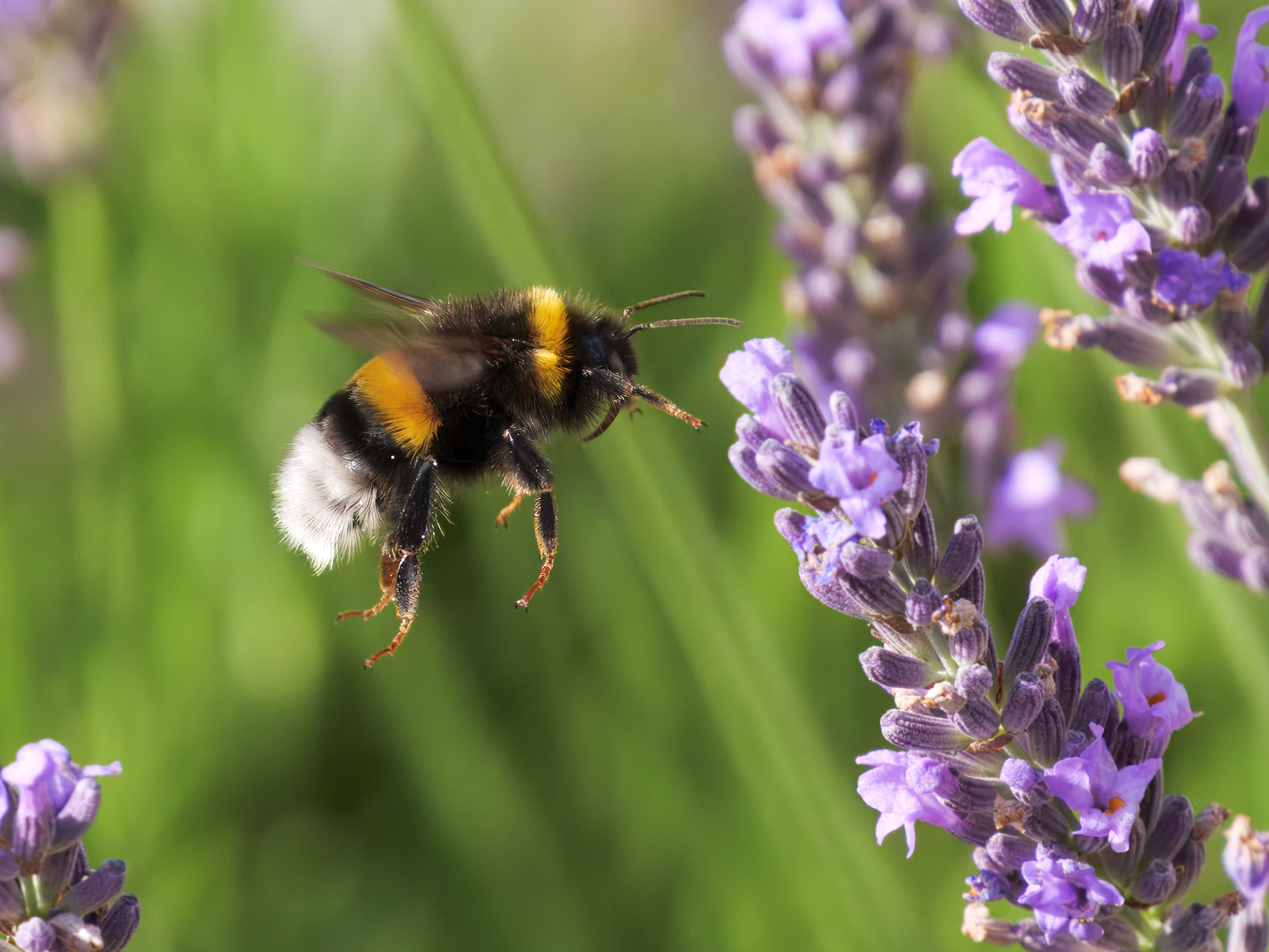 Dunkle Erdhummel
