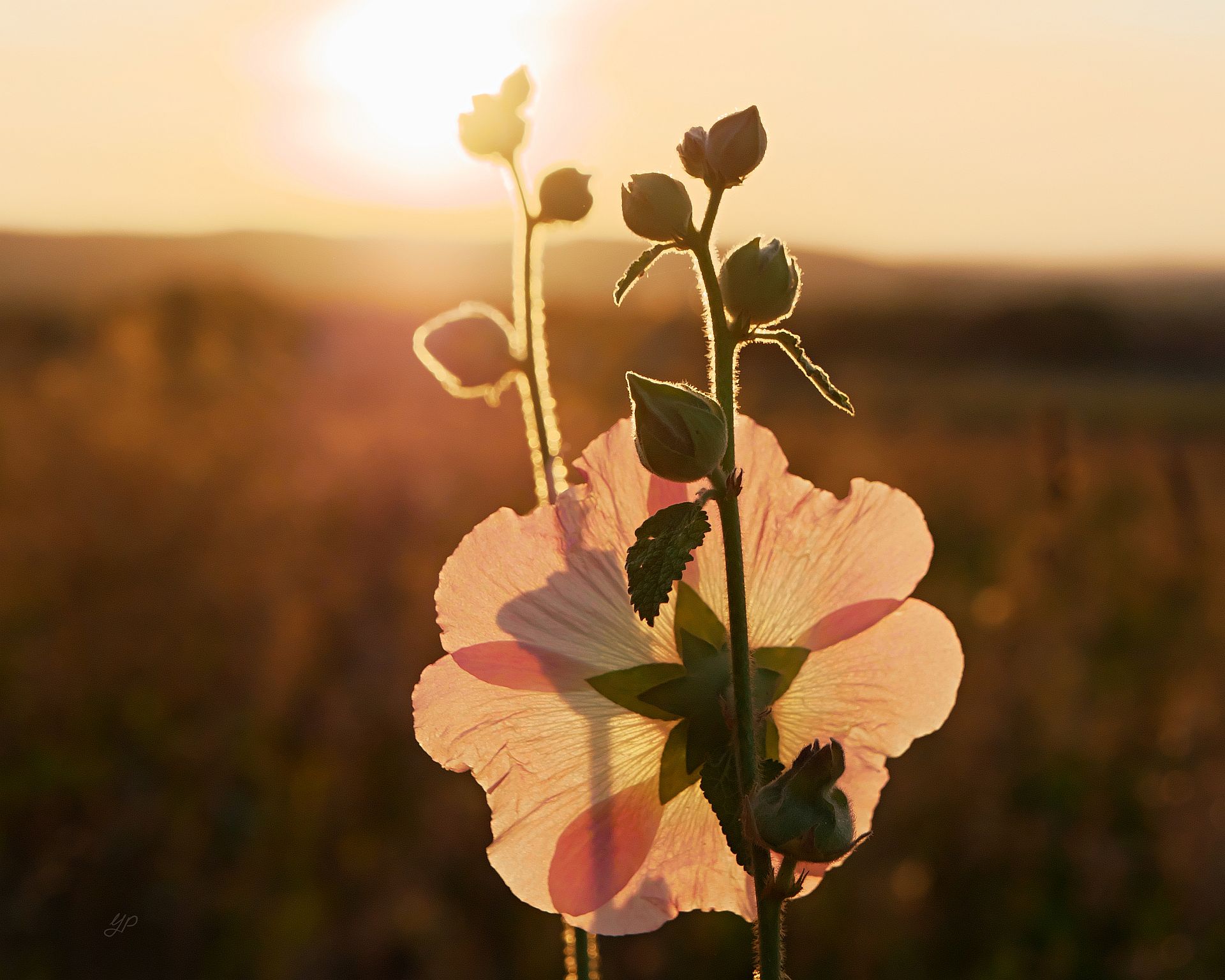 Durch die Blume