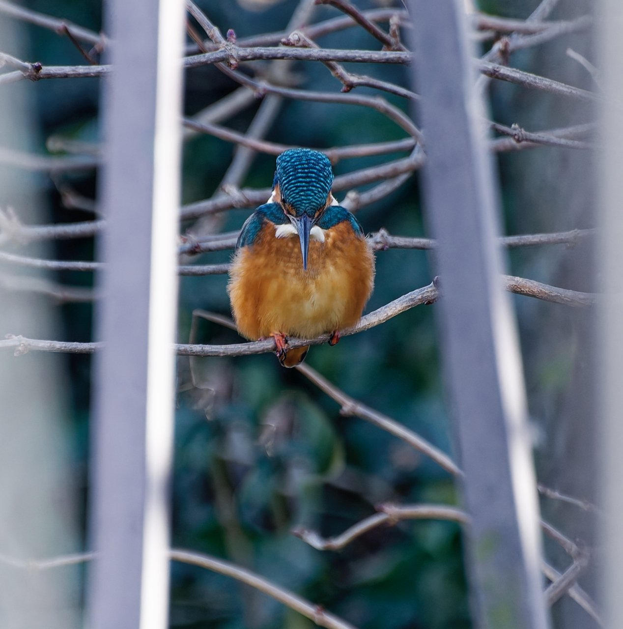 Durch ein Brückengeländer......