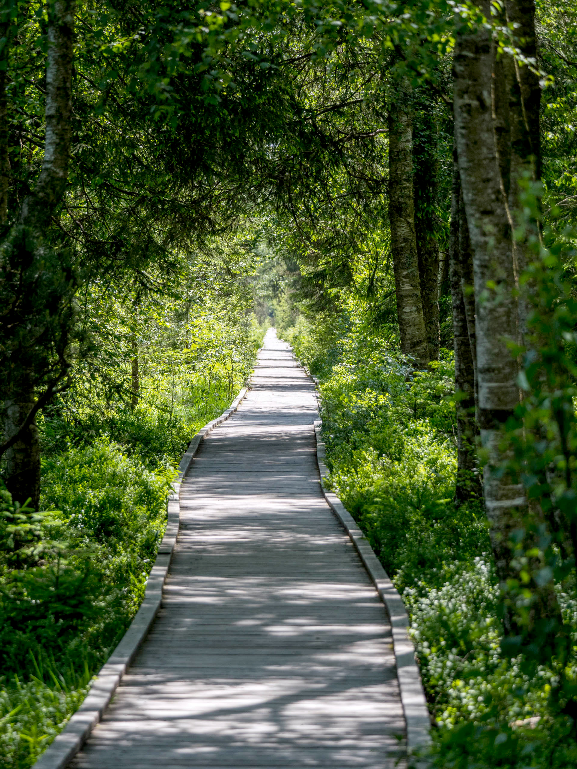 Durch Wald und Moor Richtung Wildsee