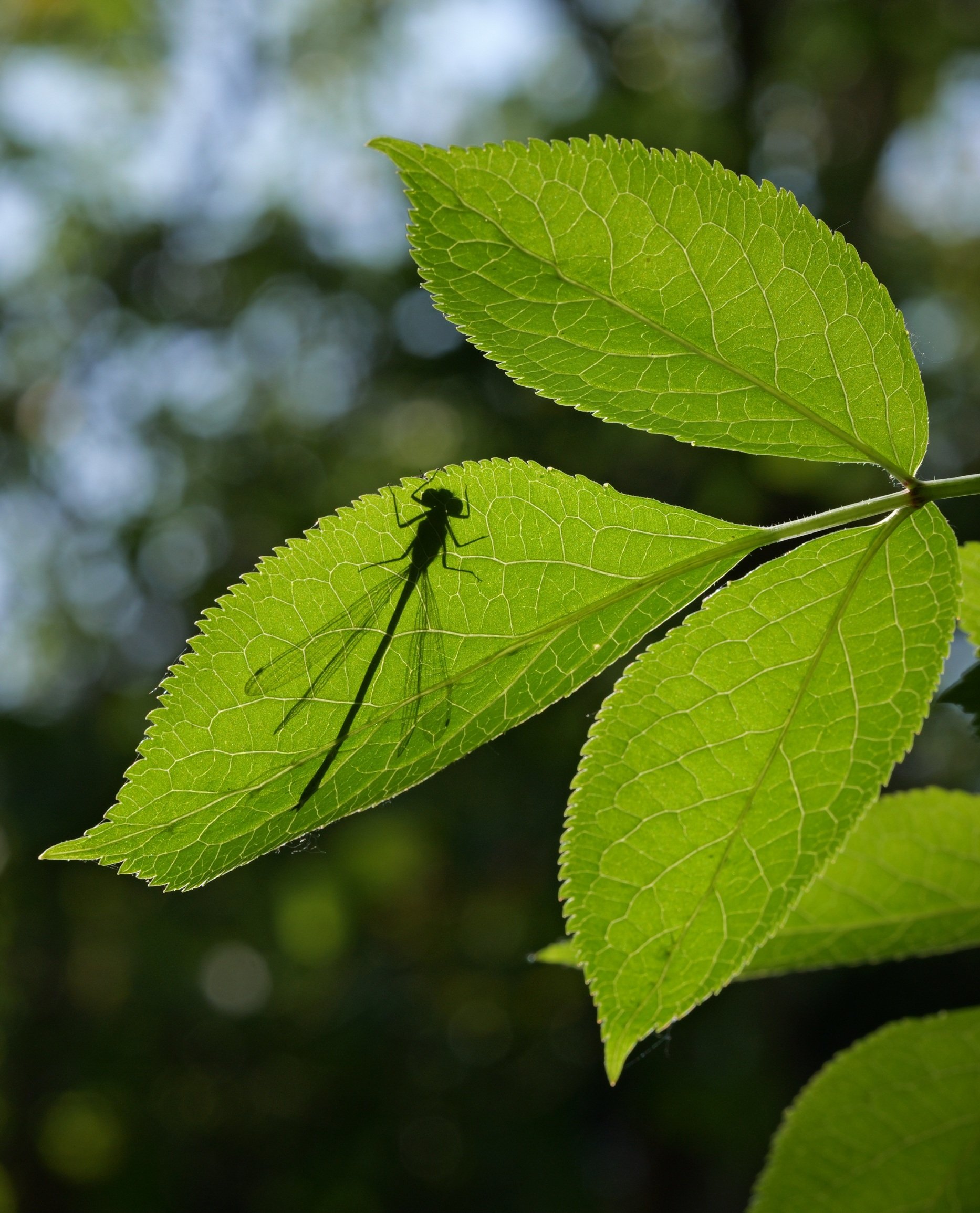 Durchs Blatt geschossen.