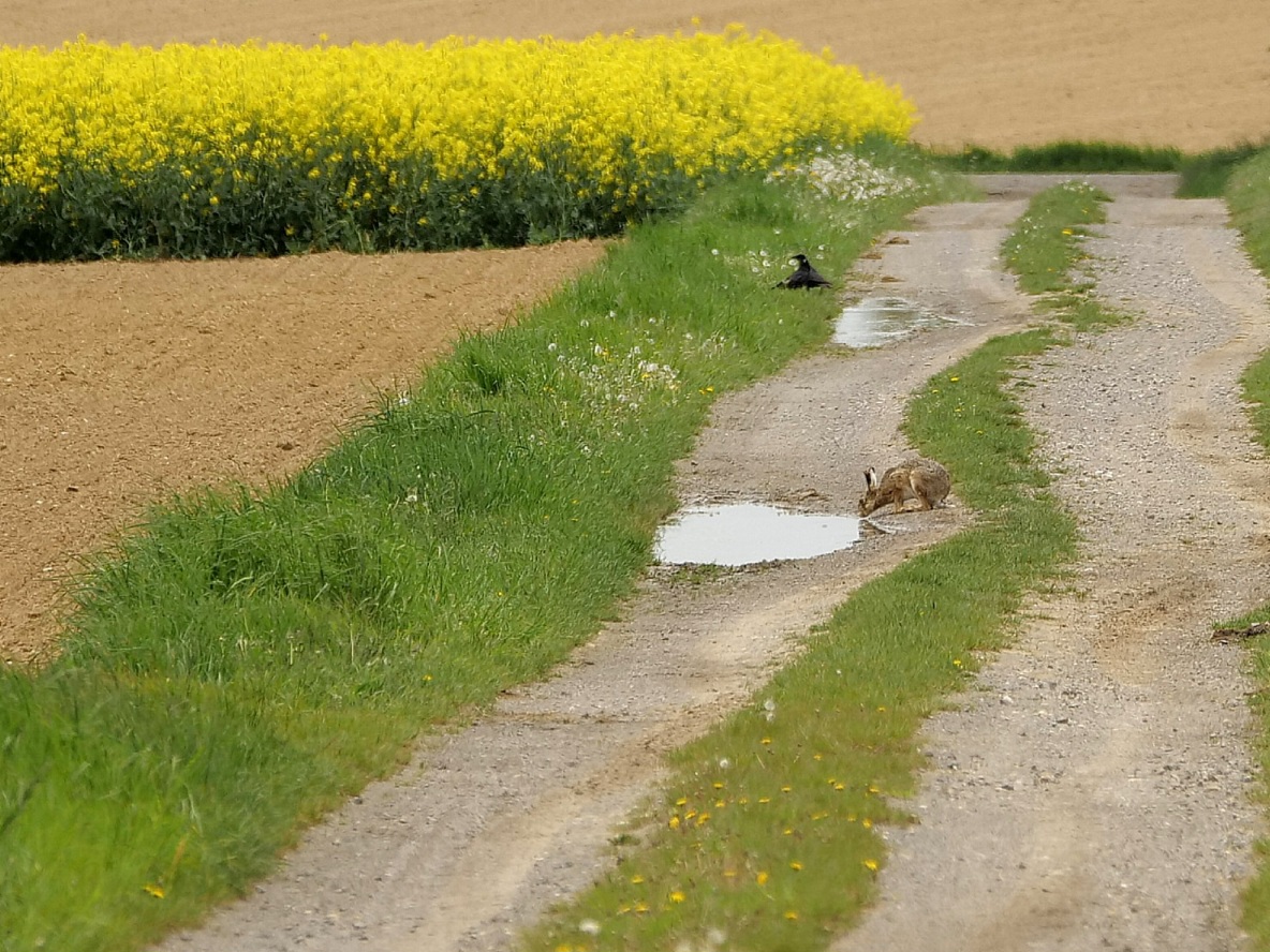 Durstiger Hase