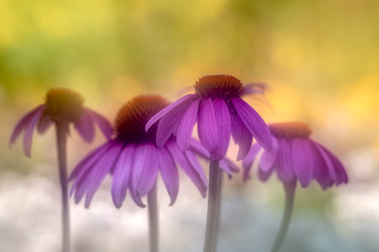 Echinacea 3