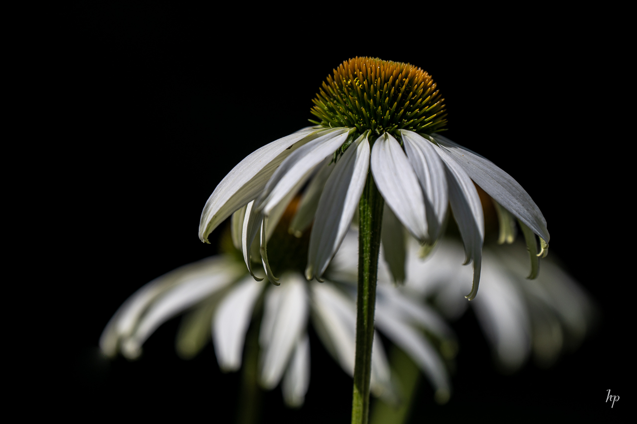 Echinacea