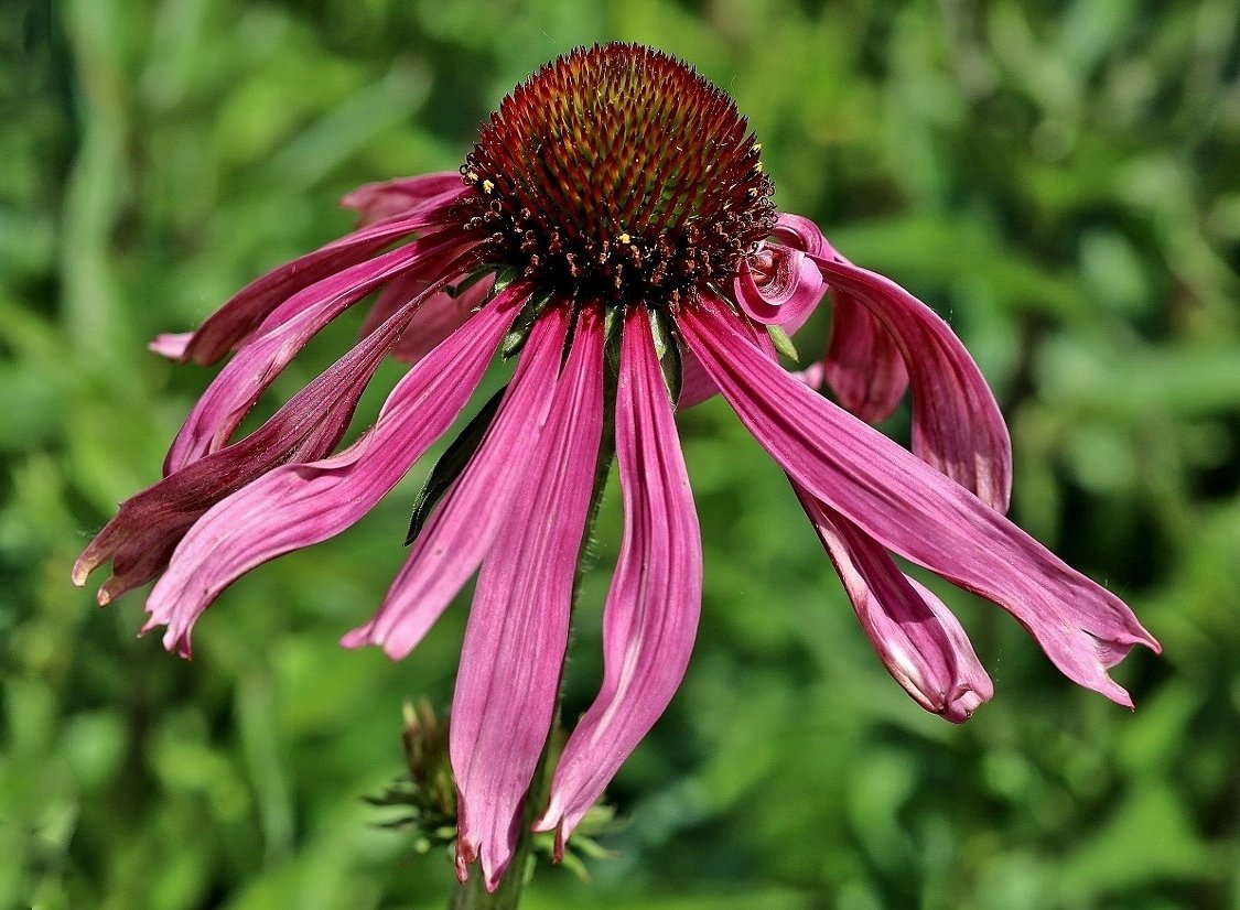 Echinacea