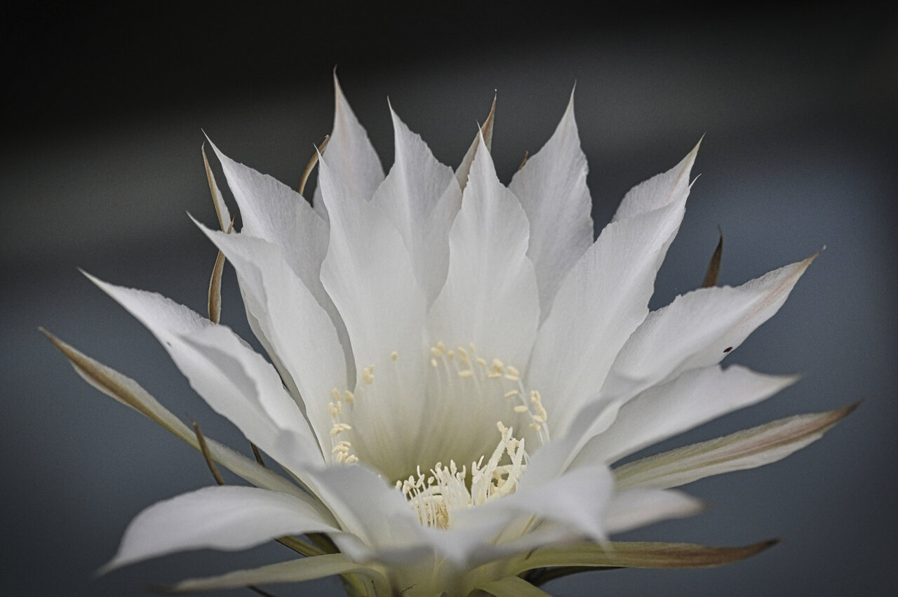 Echinopsis