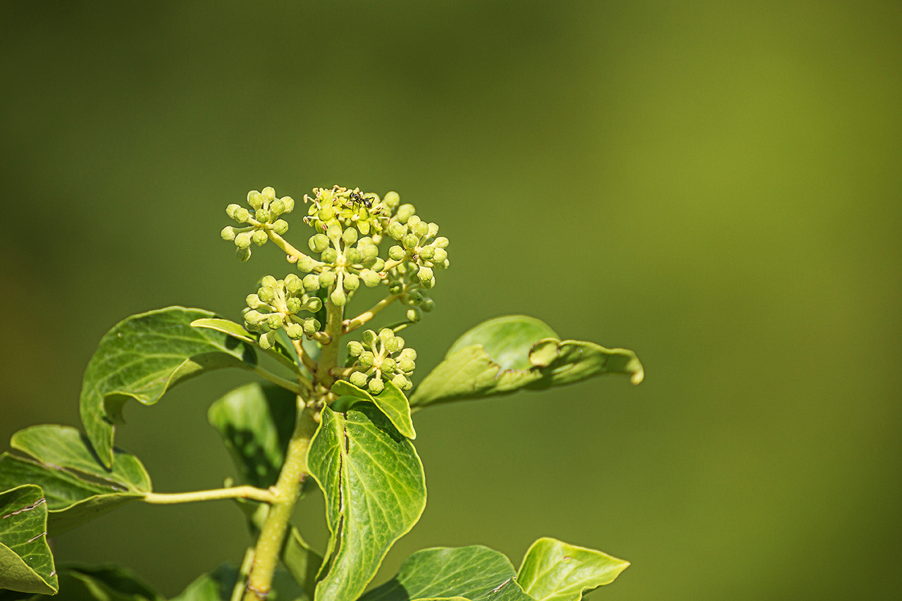 Efeublüte mit Besucher