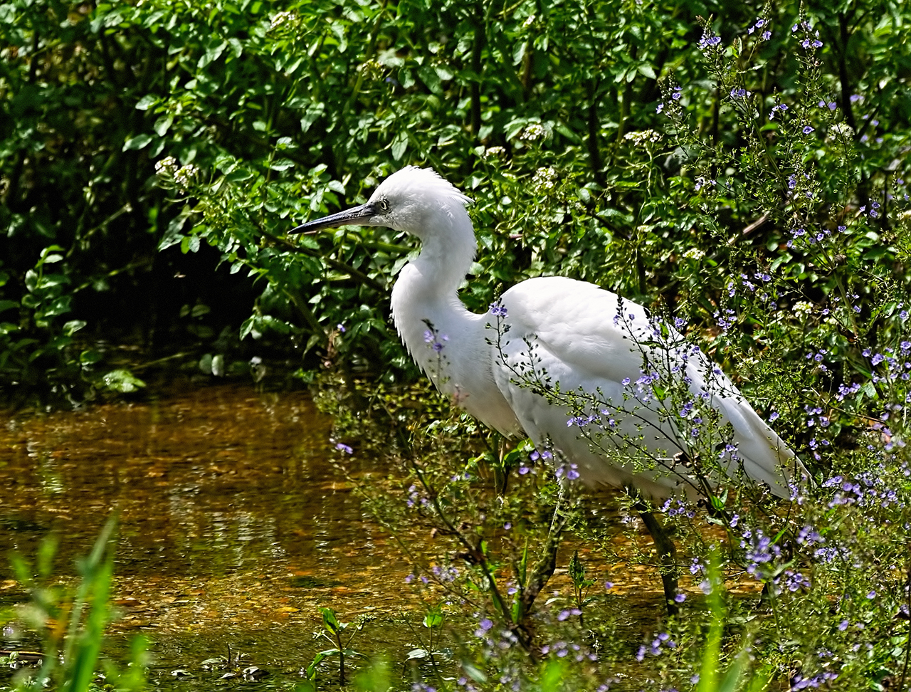 Egret 1dpixx.jpg