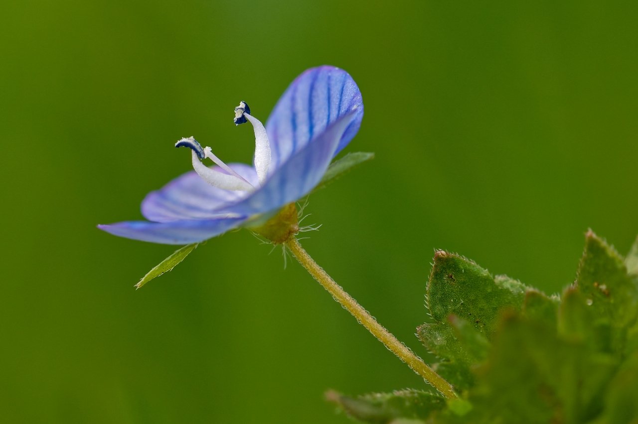 Ehrenpreis - (ohne Gelb)