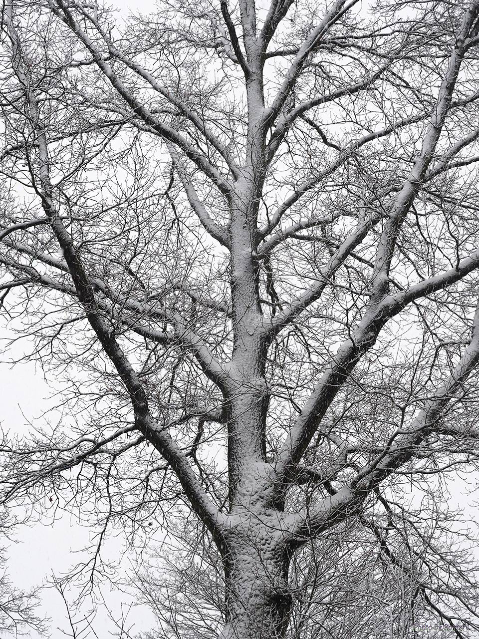 Eiche nach dem Schneeschauer