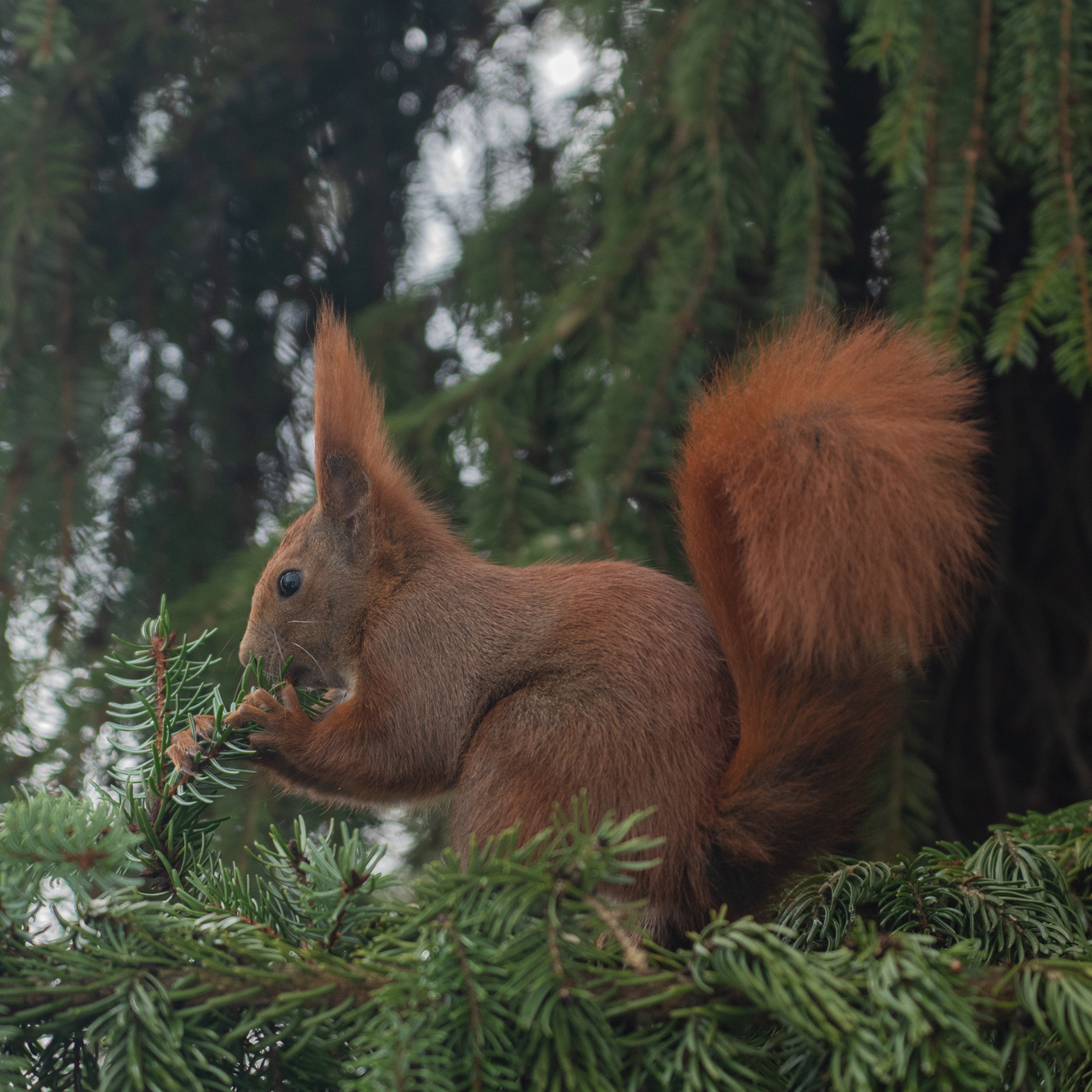 Eichhörnchen 1