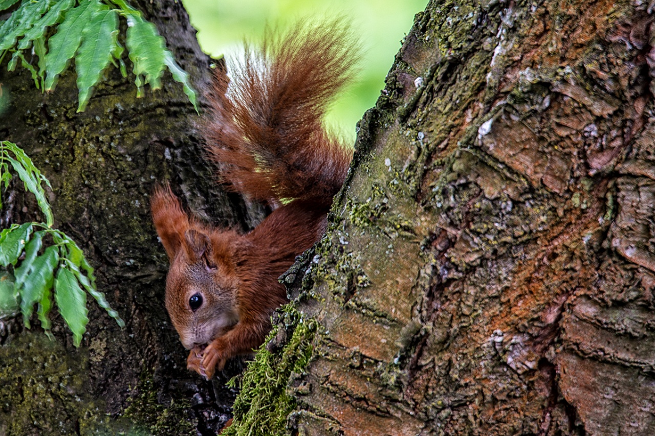 Eichhörnchen 2