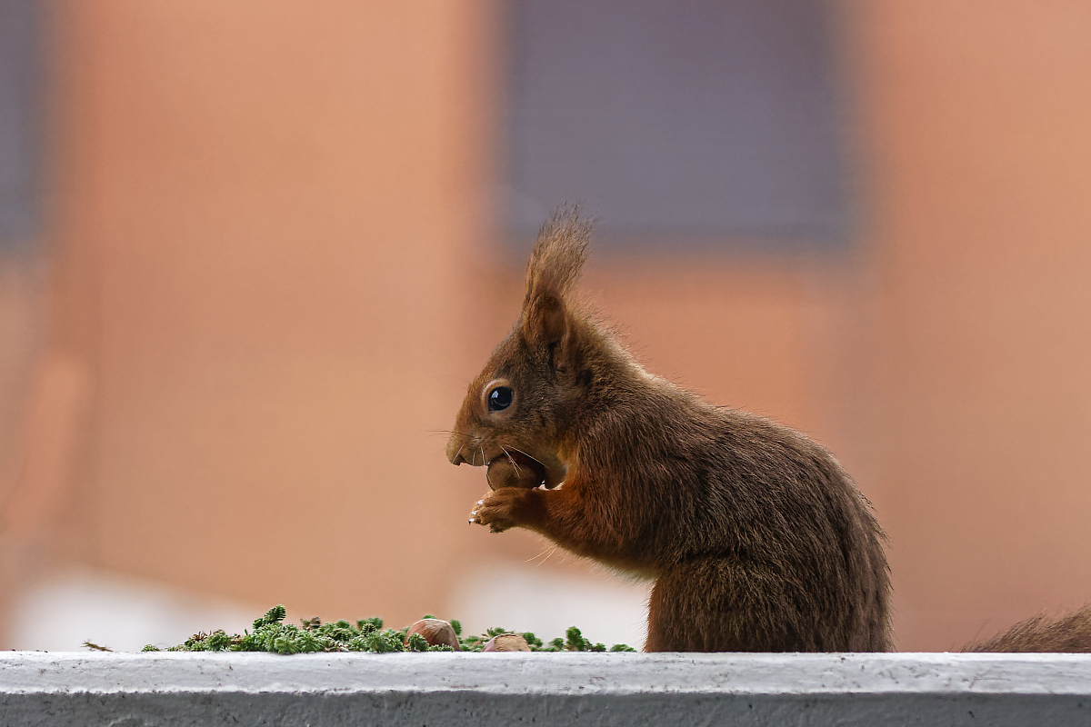 Eichhörnchen