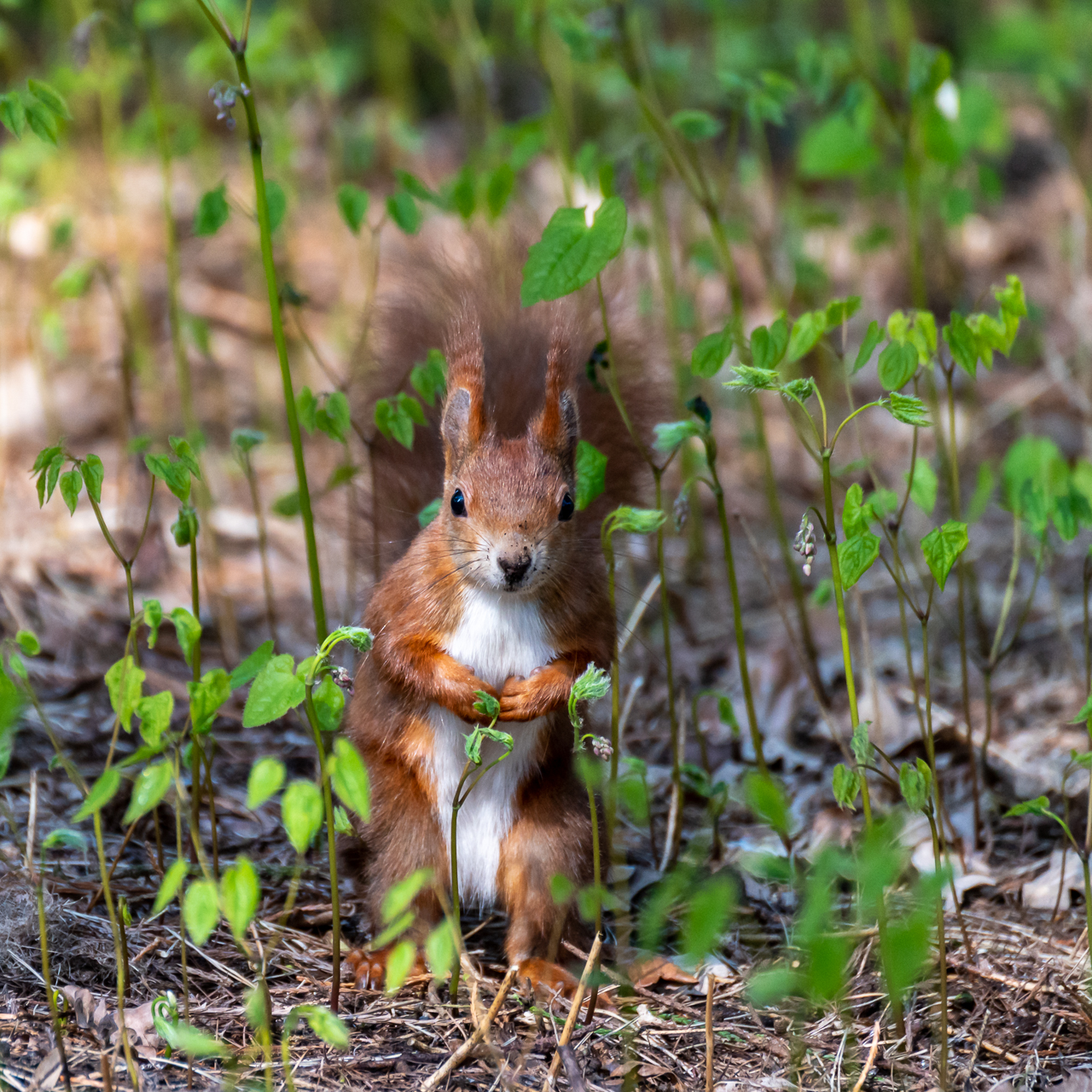 Eichhörnchen