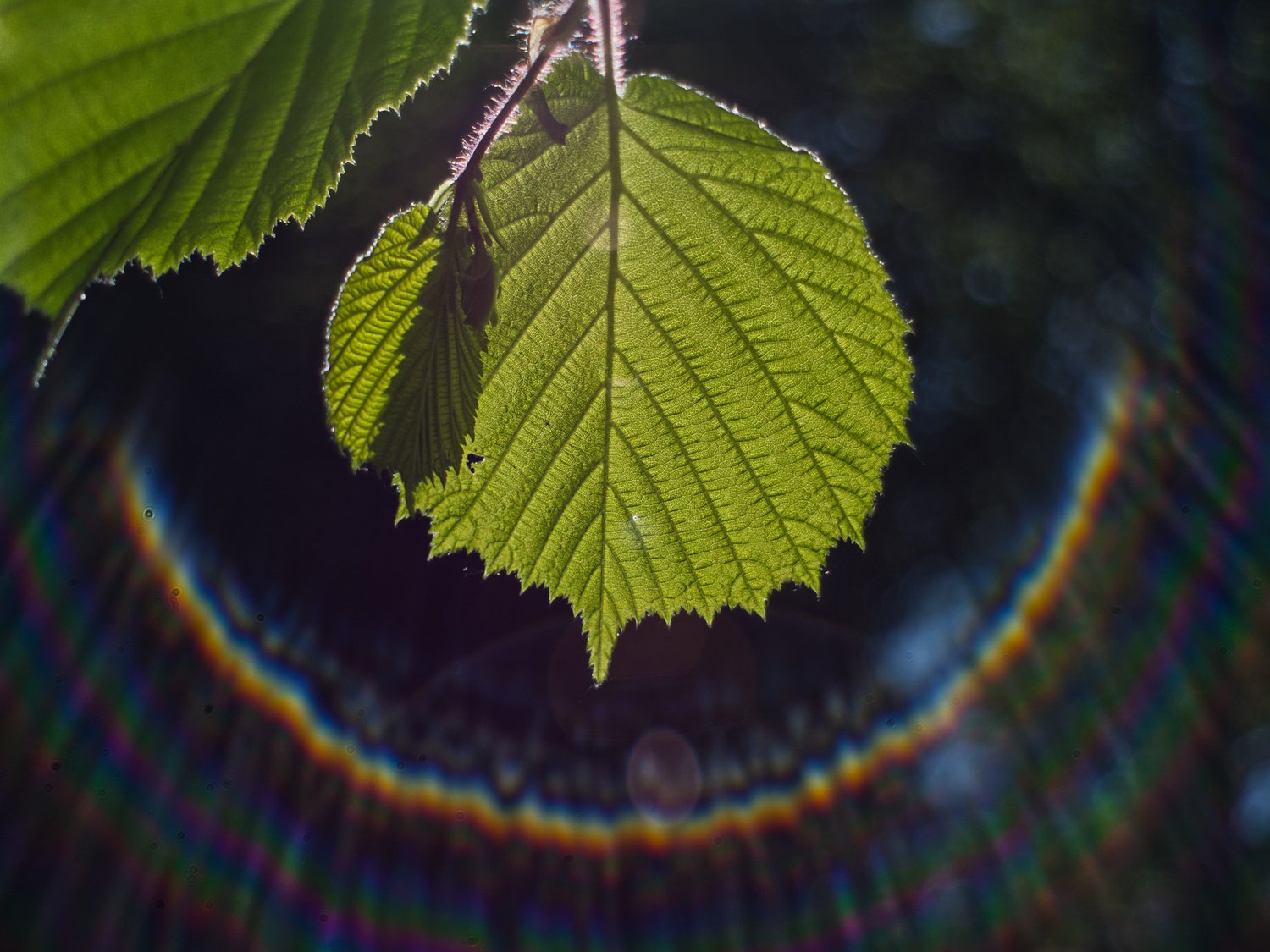 Eiliges Blatt