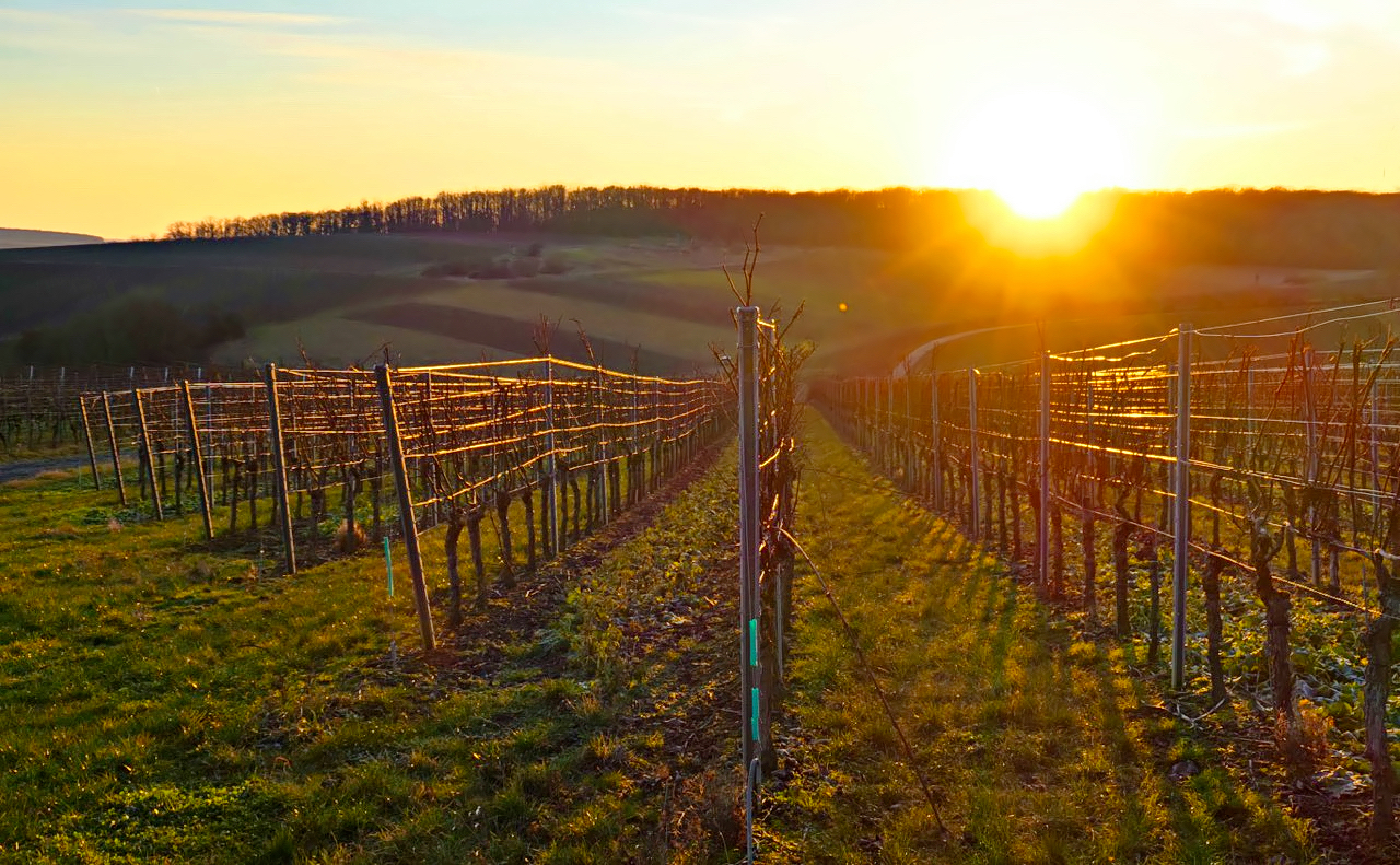 ein Abend im Weinberg