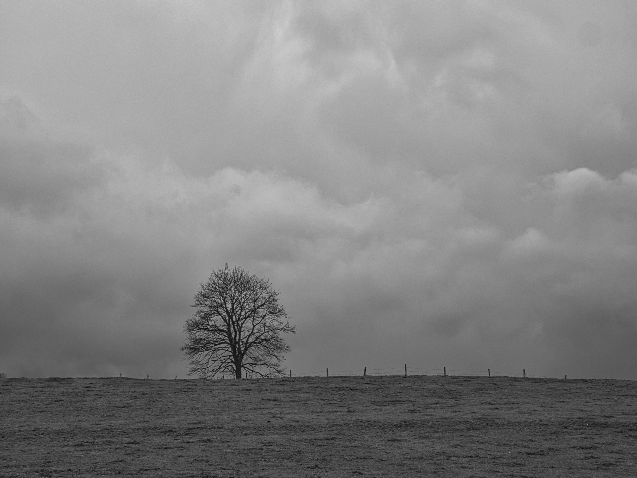 ein Baum im November