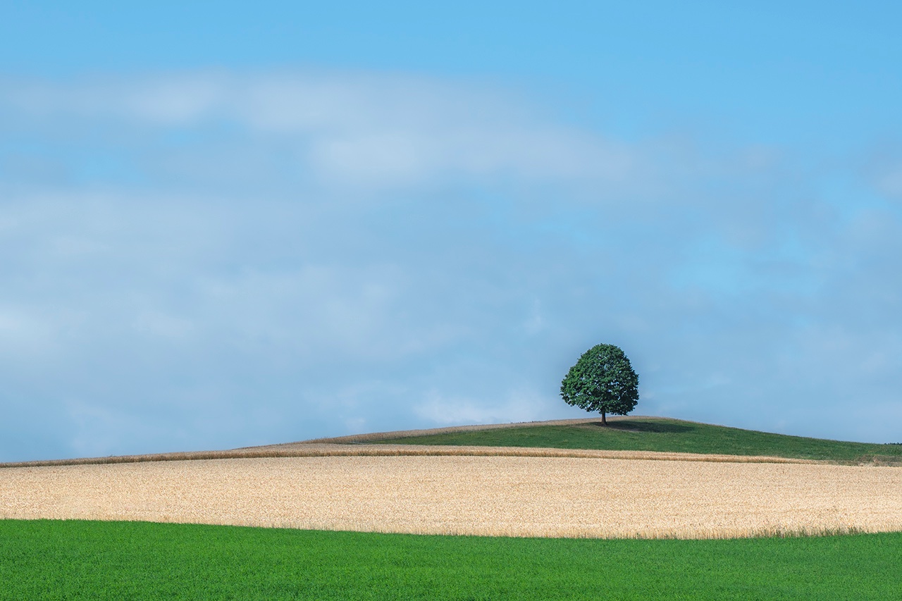 Ein Baum