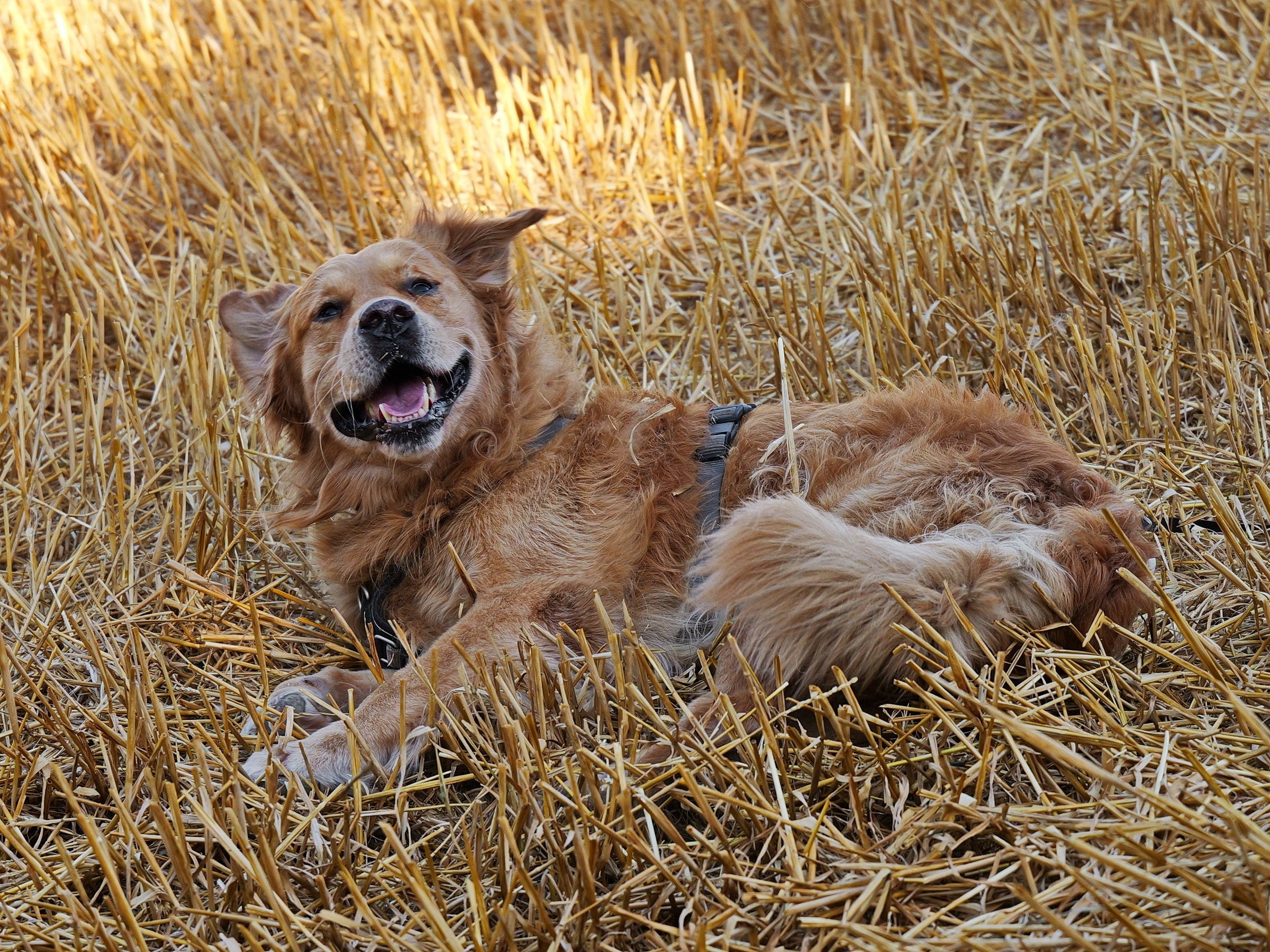 Ein Bett im Kornfeld....