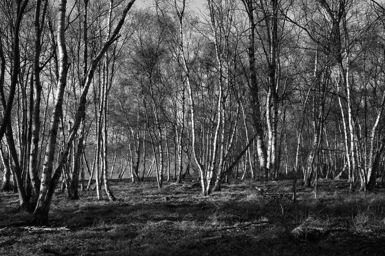 Ein Birkenwald