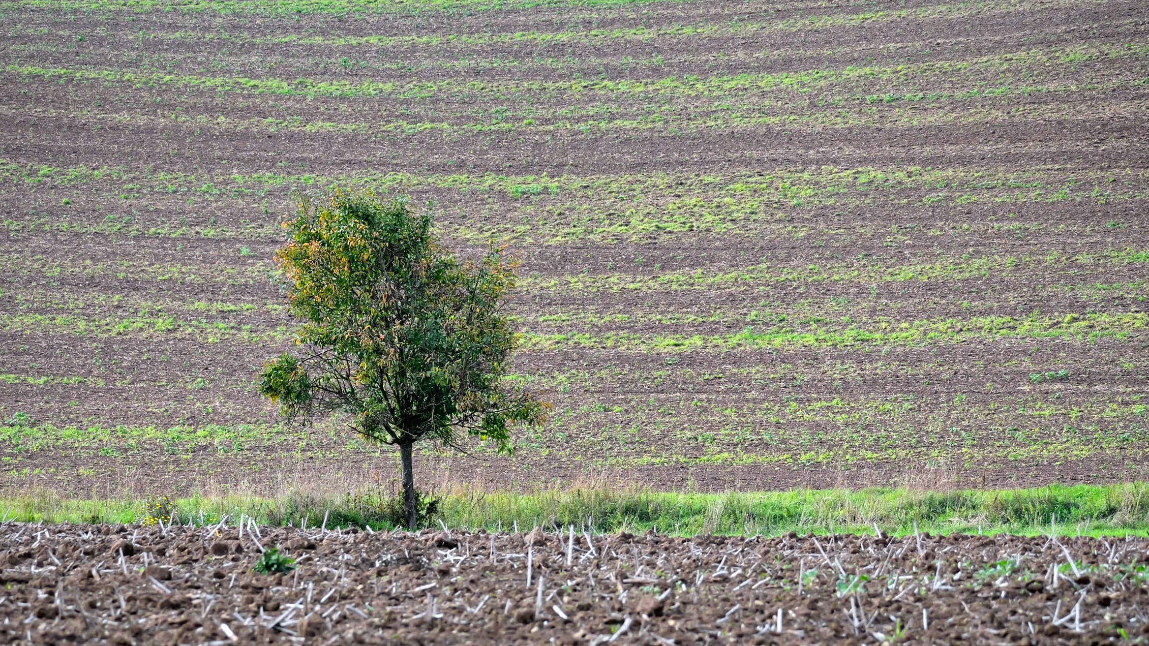 ein Birnbaum