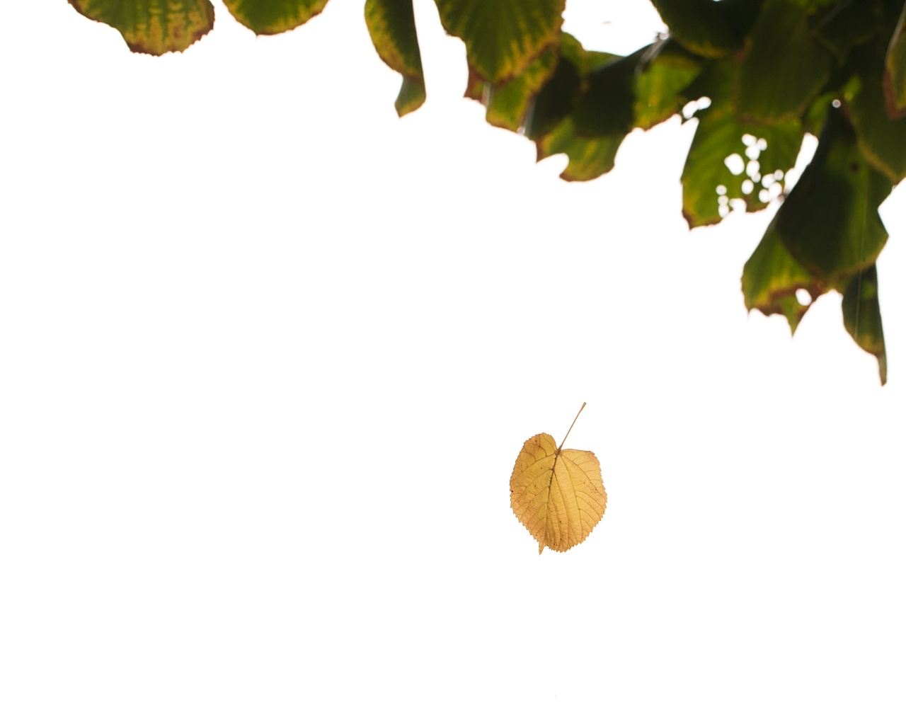 Ein Blatt im Wind