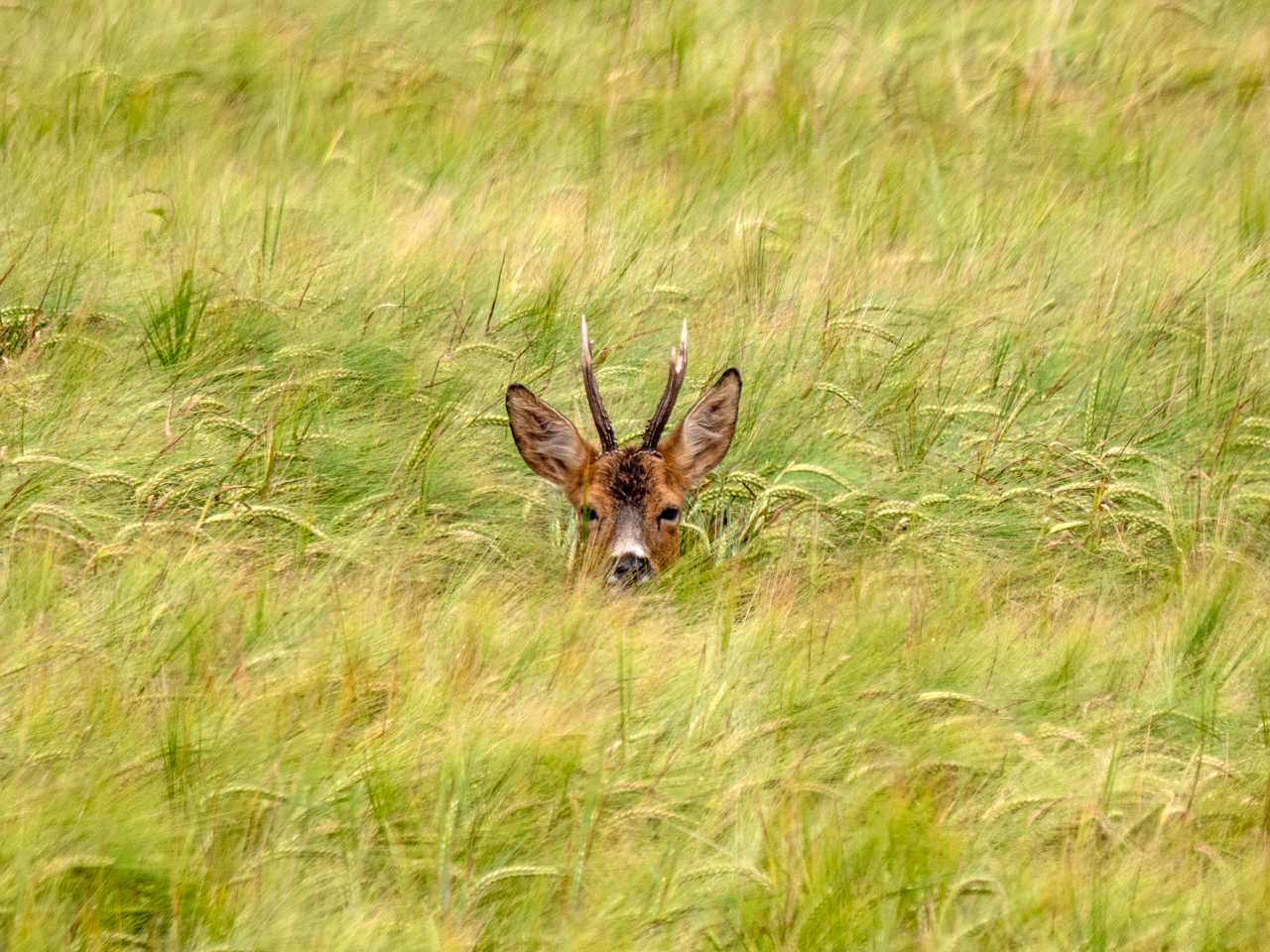 Ein Bock im Kornfeld