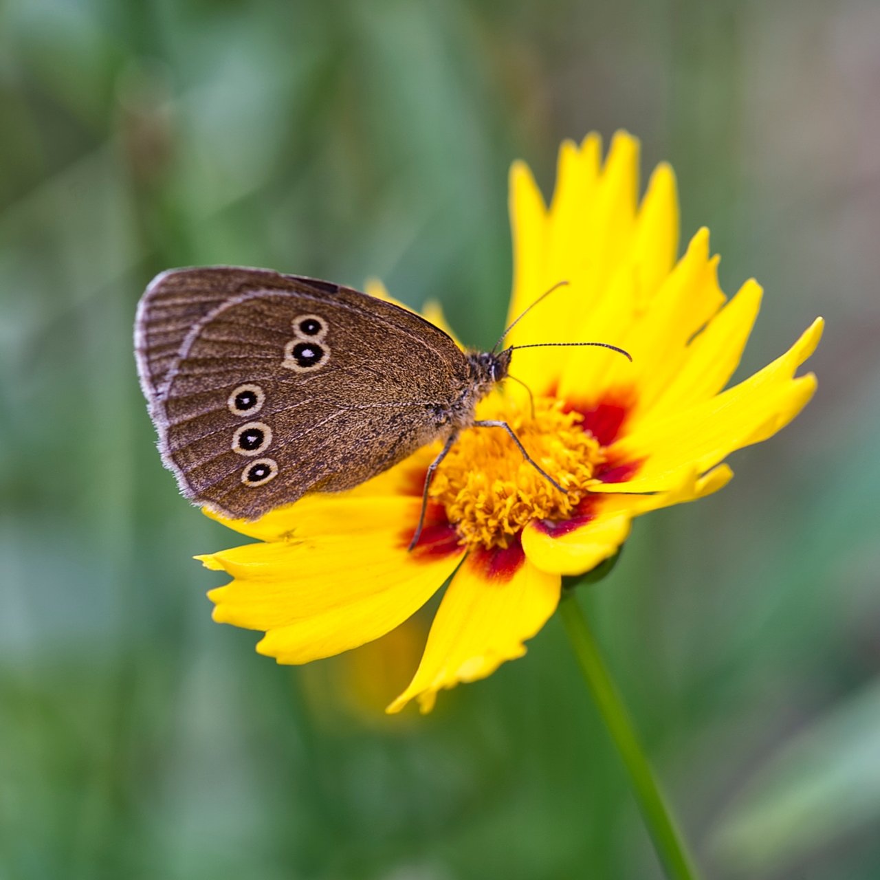 Ein Brauner Waldvogel, auch als Schornsteinfeger bekannt (Aphantopus hyperantus)