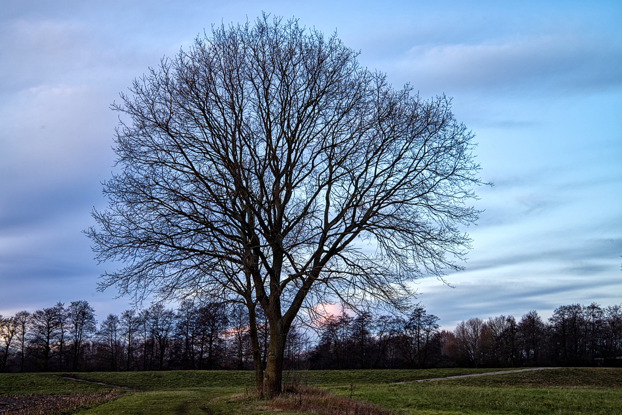 Ein Dezember Baum