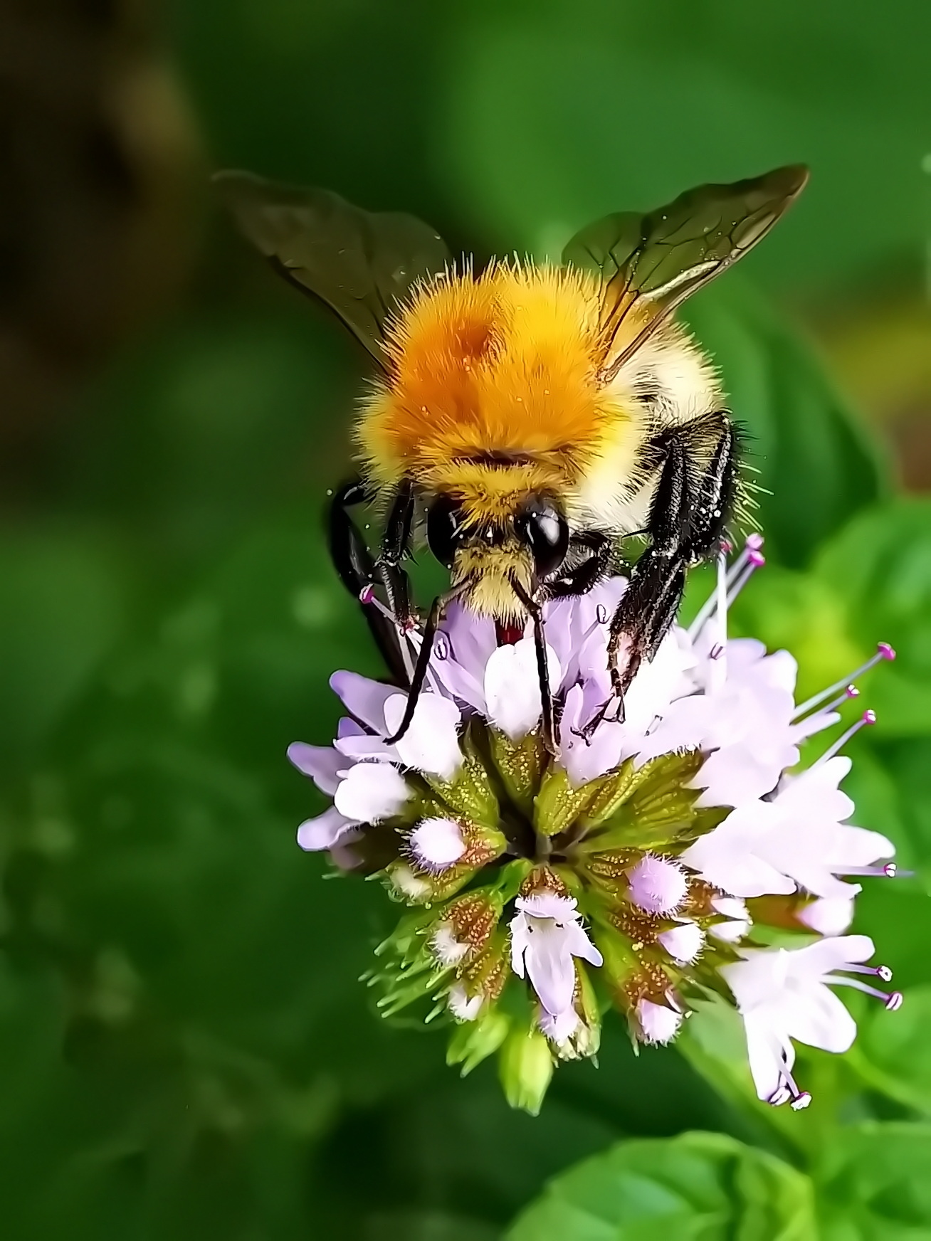 Ein echter Punk.