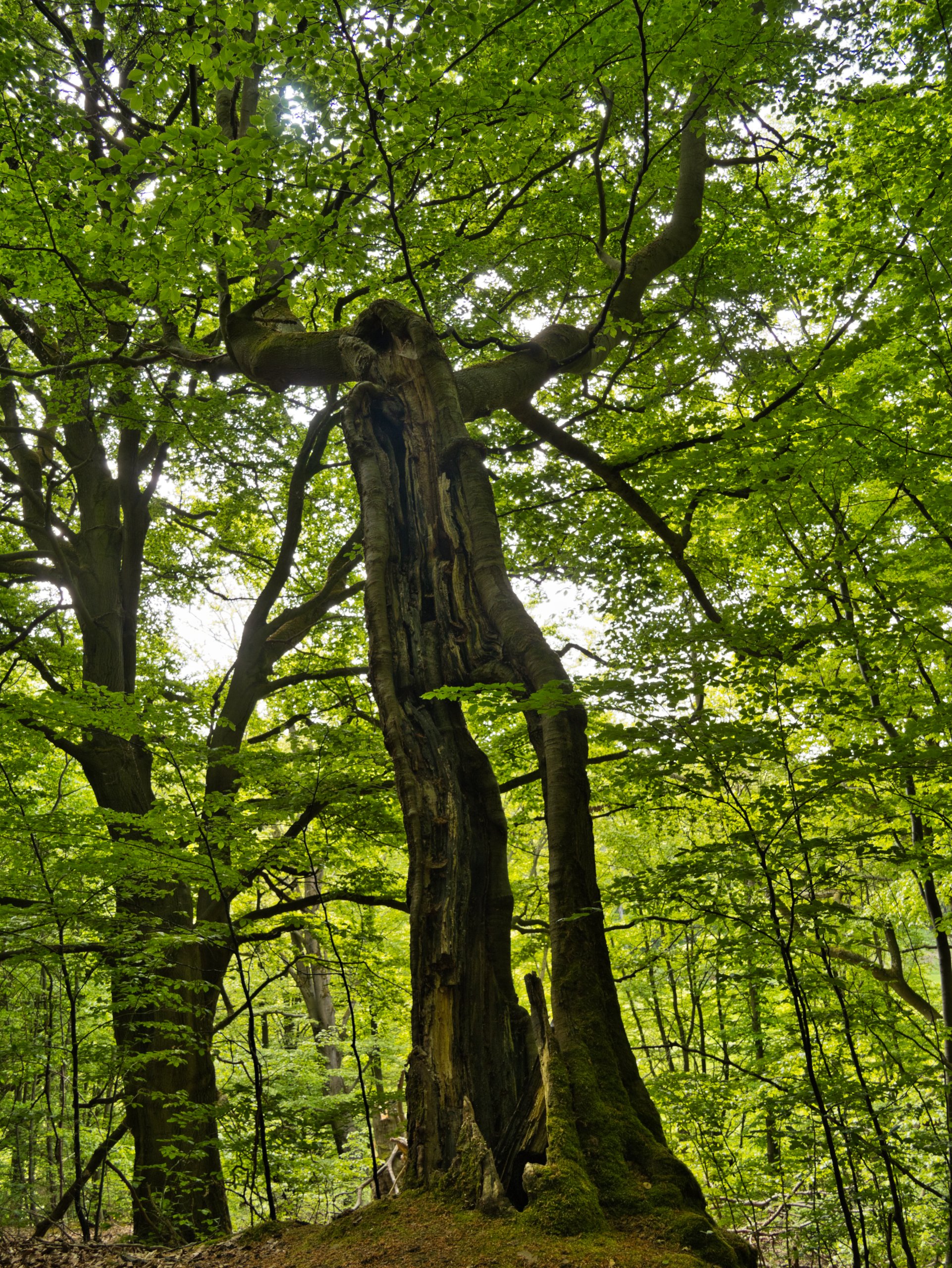Ein Ent?