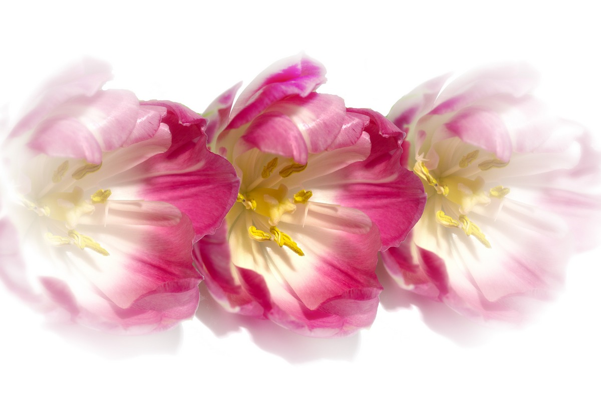 Ein Hauch von Pink | d-pixx.de Forum