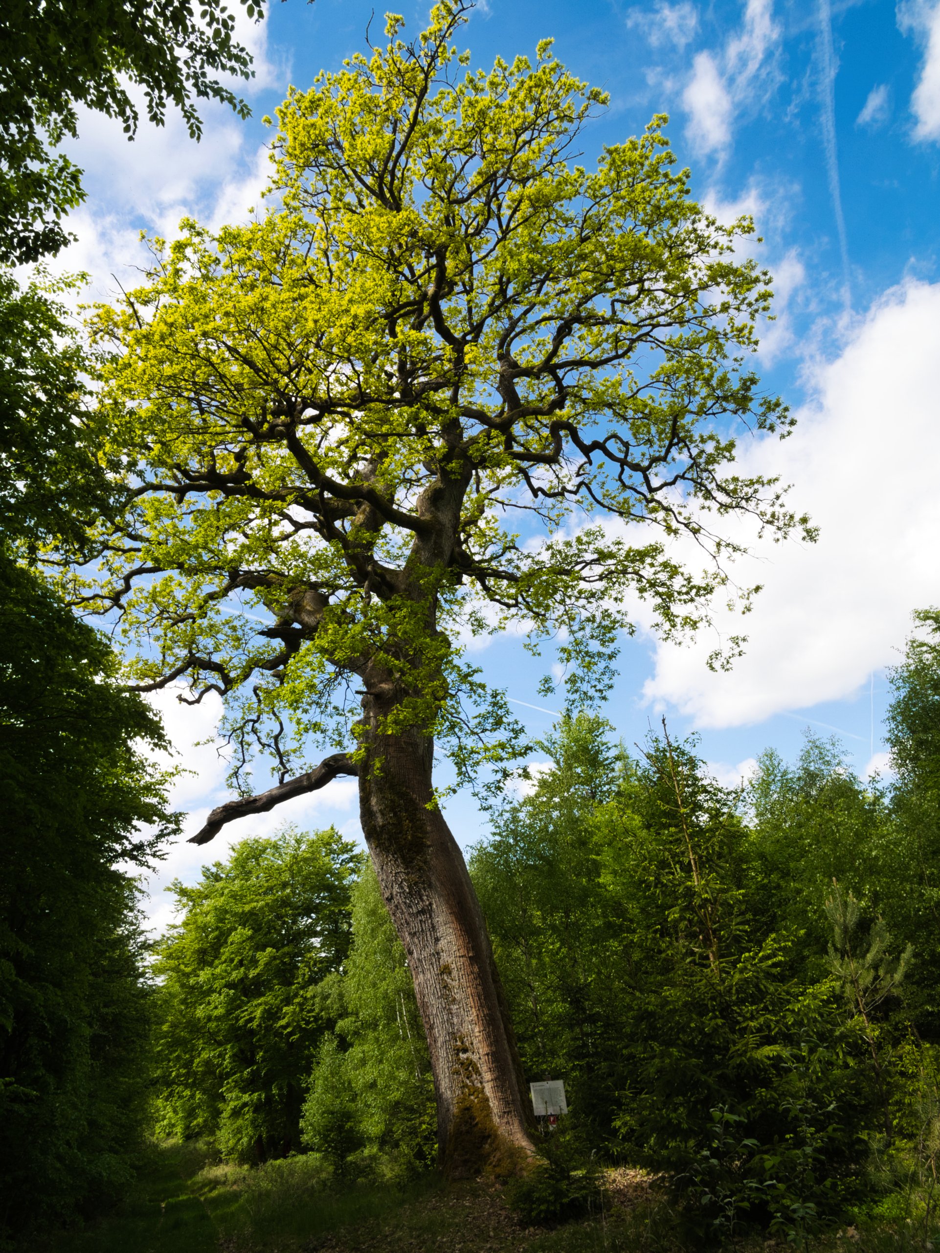 Ein Naturdenkmal