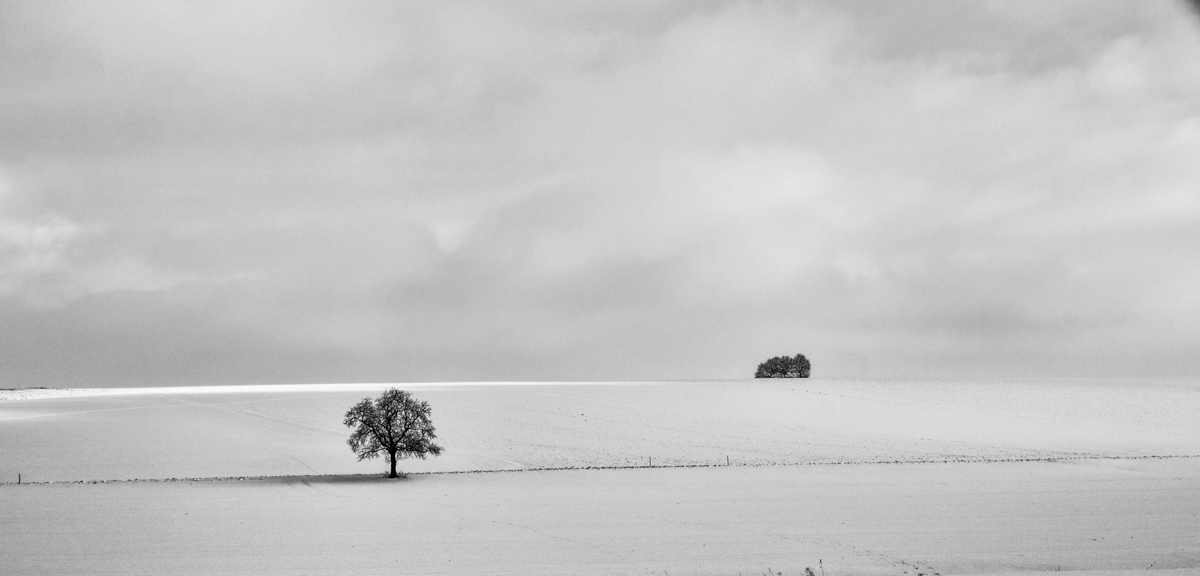 ein paar Bäume Var. 3